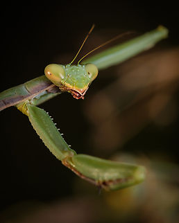 Mediterranean Praying Mantis  Europe,Fall,Geotagged,Iris oratoria,Macro,Mediterranean mantis,Portugal,insect