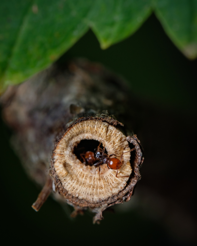 Tree house I've found this nest location particularly interesting ^_^ Crematogaster scutellaris,Europe,Geotagged,Macro,Mediterranean Acrobat Ant,Portugal,Summer,ant,insect,tree