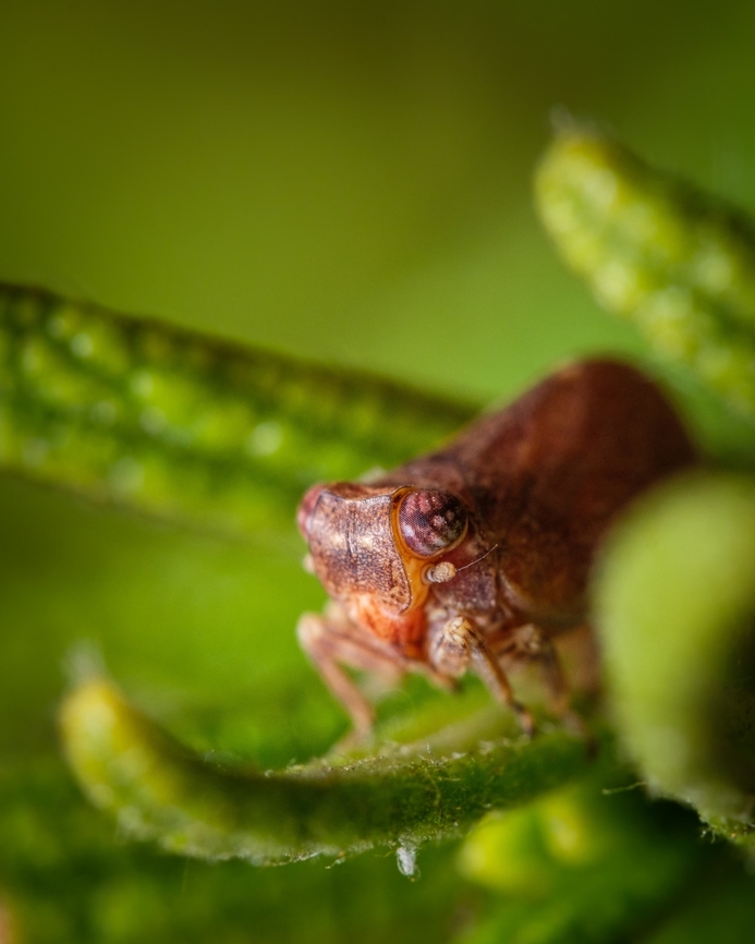 Issus coleoptratus 01 <figure class="photo"><a href="https://www.jungledragon.com/image/133018/issus_coleoptratus_02.html" title="Issus coleoptratus 02"><img src="https://s3.amazonaws.com/media.jungledragon.com/images/5939/133018_thumb.jpg?AWSAccessKeyId=05GMT0V3GWVNE7GGM1R2&Expires=1770854410&Signature=jIig8GXoBJIG7gdA2hSiuGldfZ0%3D" width="122" height="152" alt="Issus coleoptratus 02 https://www.jungledragon.com/image/133017/2021072107.html Europe,Geotagged,Issus coleoptratus,Macro,Portugal,Summer,insect" /></a></figure><br />
I just love these little fellows :-D Europe,Geotagged,Issus coleoptratus,Macro,Portugal,Summer,insect