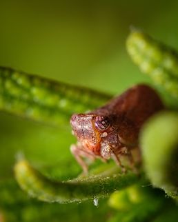 Issus coleoptratus 01 https://www.jungledragon.com/image/133018/2021072109.html
I just love these little fellows :-D Europe,Geotagged,Issus coleoptratus,Macro,Portugal,Summer,insect