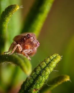 Issus coleoptratus 02 https://www.jungledragon.com/image/133017/2021072107.html Europe,Geotagged,Issus coleoptratus,Macro,Portugal,Summer,insect