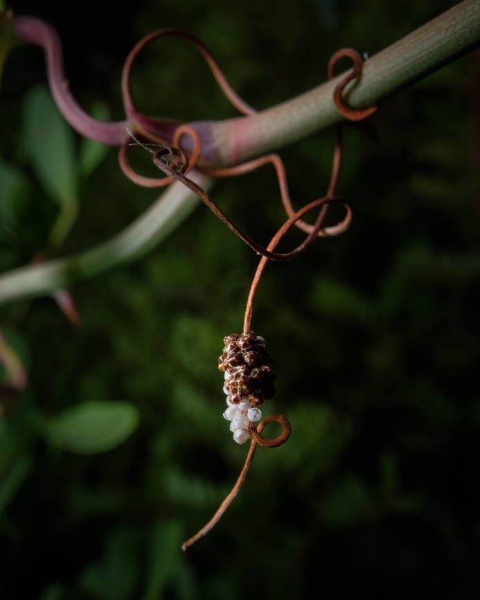 Stink Bug eggs This was not the first or second time I have found stink bugs eggs on a particular odd place, they are so creative on choosing the right spot for their eggs...  Acrosternum heegeri,Europe,Geotagged,Macro,Portugal,Summer,eggs,insect,stink bug