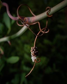 Stink Bug eggs This was not the first or second time I have found stink bugs eggs on a particular odd place, they are so creative on choosing the right spot for their eggs...  Acrosternum heegeri,Europe,Geotagged,Macro,Portugal,Summer,eggs,insect,stink bug