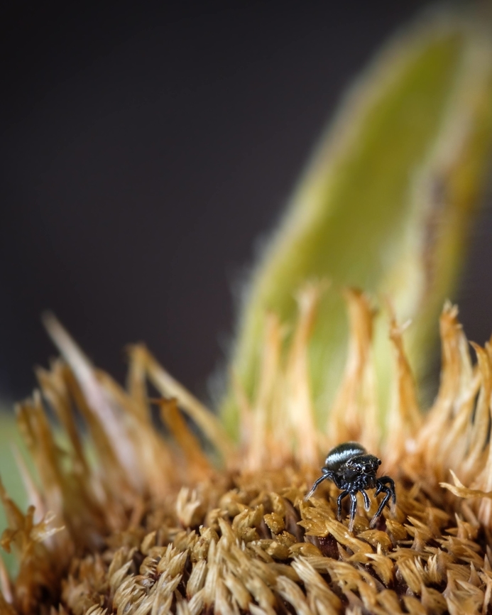 Lost in a flower I understand that this one is difficult to identify because is a little bit far and it's hard to see it's characteristics...  Europe,Geotagged,Macro,Portugal,Spring,flower,spider