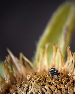 Lost in a flower I understand that this one is difficult to identify because is a little bit far and it's hard to see it's characteristics...  Europe,Geotagged,Macro,Portugal,Spring,flower,spider