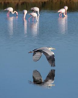 Majestic flight  Ardea cinerea,Europe,Geotagged,Grey heron,Portugal,Winter,bird,flight,flying