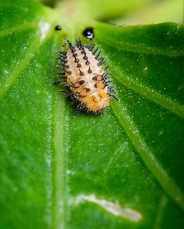 Lady beetle baby? The suggested ID on inaturalist is Epilachninae. I don't know if it's possible to get a more precise ID with only this one photo... (I hope someone can ^_^)  Epilachninae,Europe,Geotagged,Macro,Portugal,Summer,lady beetle