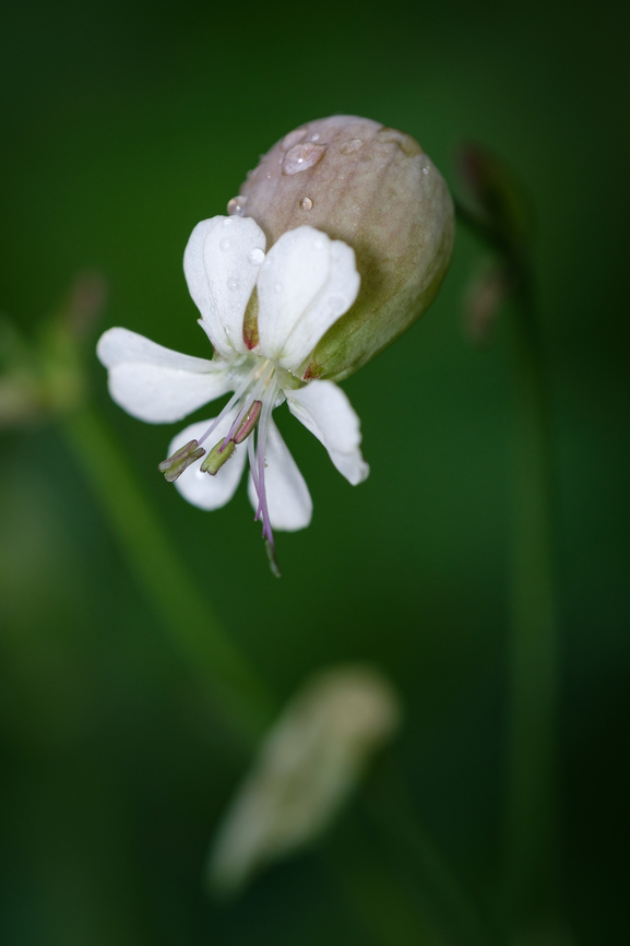 Whistles This is a flower that takes me back to my childhood. There were a lot of these where I grew up, but only now I found out their name, in Portuguese is &quot;Assobios&quot; that translates to English as &quot;Whistles&quot; :-D Bladder Campion,Geotagged,Portugal,Silene vulgaris,Spring