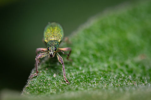 Golden green leaf eater 01 https://www.jungledragon.com/image/133405/2022040808.html
https://www.jungledragon.com/image/133386/Golden-green-leaf-eater-05.html
https://www.jungledragon.com/image/133385/Golden-green-leaf-eater-04.html
https://www.jungledragon.com/image/133384/Golden-green-leaf-eater-03.html
https://www.jungledragon.com/image/133383/Golden-green-leaf-eater-02.html Europe,Geotagged,Macro,Polydrusus pterygomalis,Portugal,Spring,green,insect