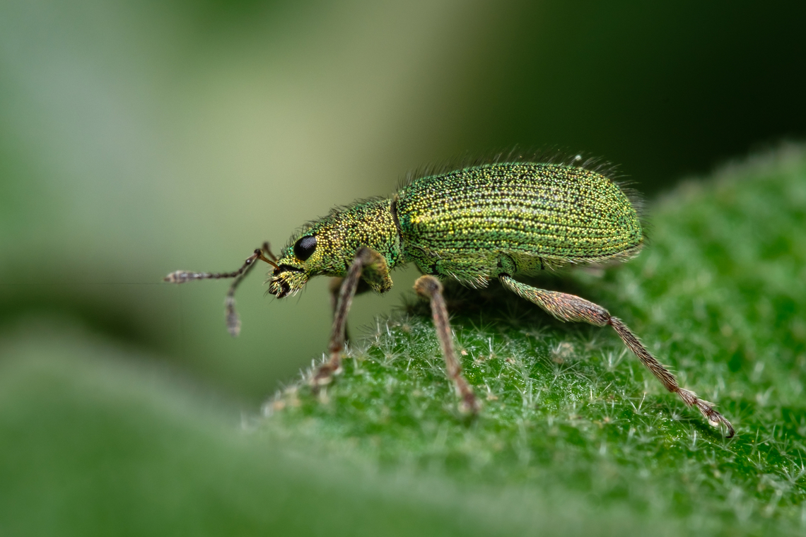 Golden green leaf eater 02 <figure class="photo"><a href="https://www.jungledragon.com/image/133405/golden_green_leaf_eater_06.html" title="Golden green leaf eater 06"><img src="https://s3.amazonaws.com/media.jungledragon.com/images/5939/133405_thumb.jpg?AWSAccessKeyId=05GMT0V3GWVNE7GGM1R2&Expires=1770854410&Signature=BeLUL4%2FCTMvjRcuTf5yCJamOxHo%3D" width="200" height="128" alt="Golden green leaf eater 06 https://www.jungledragon.com/image/133382/Golden-green-leaf-eater-01.html<br />
https://www.jungledragon.com/image/133385/Golden-green-leaf-eater-04.html<br />
https://www.jungledragon.com/image/133384/Golden-green-leaf-eater-03.html<br />
https://www.jungledragon.com/image/133383/Golden-green-leaf-eater-02.html Europe,Geotagged,Macro,Polydrusus pterygomalis,Portugal,Spring,green,insect" /></a></figure><br />
<figure class="photo"><a href="https://www.jungledragon.com/image/133386/golden_green_leaf_eater_05.html" title="Golden green leaf eater 05"><img src="https://s3.amazonaws.com/media.jungledragon.com/images/5939/133386_thumb.jpg?AWSAccessKeyId=05GMT0V3GWVNE7GGM1R2&Expires=1770854410&Signature=3uZTx%2Faq6o%2BuuQYZMdvC7XjdFcE%3D" width="200" height="134" alt="Golden green leaf eater 05 https://www.jungledragon.com/image/133405/2022040808.html<br />
https://www.jungledragon.com/image/133382/Golden-green-leaf-eater-01.html<br />
https://www.jungledragon.com/image/133385/Golden-green-leaf-eater-04.html<br />
https://www.jungledragon.com/image/133384/Golden-green-leaf-eater-03.html<br />
https://www.jungledragon.com/image/133383/Golden-green-leaf-eater-02.html Europe,Geotagged,Macro,Polydrusus pterygomalis,Portugal,Spring,green,insect" /></a></figure><br />
<figure class="photo"><a href="https://www.jungledragon.com/image/133382/golden_green_leaf_eater_01.html" title="Golden green leaf eater 01"><img src="https://s3.amazonaws.com/media.jungledragon.com/images/5939/133382_thumb.jpg?AWSAccessKeyId=05GMT0V3GWVNE7GGM1R2&Expires=1770854410&Signature=wkz%2Fiq3kSXvhhzr6c7JcAlFcVKY%3D" width="200" height="134" alt="Golden green leaf eater 01 https://www.jungledragon.com/image/133405/2022040808.html<br />
https://www.jungledragon.com/image/133386/Golden-green-leaf-eater-05.html<br />
https://www.jungledragon.com/image/133385/Golden-green-leaf-eater-04.html<br />
https://www.jungledragon.com/image/133384/Golden-green-leaf-eater-03.html<br />
https://www.jungledragon.com/image/133383/Golden-green-leaf-eater-02.html Europe,Geotagged,Macro,Polydrusus pterygomalis,Portugal,Spring,green,insect" /></a></figure><br />
<figure class="photo"><a href="https://www.jungledragon.com/image/133385/golden_green_leaf_eater_04.html" title="Golden green leaf eater 04"><img src="https://s3.amazonaws.com/media.jungledragon.com/images/5939/133385_thumb.jpg?AWSAccessKeyId=05GMT0V3GWVNE7GGM1R2&Expires=1770854410&Signature=GUn3vtFZJdWOgyfUPFVAGfqM5YU%3D" width="200" height="134" alt="Golden green leaf eater 04 https://www.jungledragon.com/image/133405/2022040808.html<br />
https://www.jungledragon.com/image/133386/Golden-green-leaf-eater-05.html<br />
https://www.jungledragon.com/image/133382/Golden-green-leaf-eater-01.html<br />
https://www.jungledragon.com/image/133384/Golden-green-leaf-eater-03.html<br />
https://www.jungledragon.com/image/133383/Golden-green-leaf-eater-02.html Europe,Geotagged,Macro,Polydrusus pterygomalis,Portugal,Spring,green,insect" /></a></figure><br />
<figure class="photo"><a href="https://www.jungledragon.com/image/133384/golden_green_leaf_eater_03.html" title="Golden green leaf eater 03"><img src="https://s3.amazonaws.com/media.jungledragon.com/images/5939/133384_thumb.jpg?AWSAccessKeyId=05GMT0V3GWVNE7GGM1R2&Expires=1770854410&Signature=e6AlvHzzIu7MKmSOS%2BObynrrhok%3D" width="118" height="152" alt="Golden green leaf eater 03 https://www.jungledragon.com/image/133405/2022040808.html<br />
https://www.jungledragon.com/image/133386/Golden-green-leaf-eater-05.html<br />
https://www.jungledragon.com/image/133382/Golden-green-leaf-eater-01.html<br />
https://www.jungledragon.com/image/133385/Golden-green-leaf-eater-04.html<br />
https://www.jungledragon.com/image/133383/Golden-green-leaf-eater-02.html Europe,Geotagged,Macro,Polydrusus pterygomalis,Portugal,Spring,green,insect" /></a></figure> Europe,Geotagged,Macro,Polydrusus pterygomalis,Portugal,Spring,green,insect