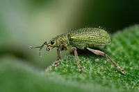 Golden green leaf eater 02 https://www.jungledragon.com/image/133405/2022040808.html<br />
https://www.jungledragon.com/image/133386/Golden-green-leaf-eater-05.html<br />
https://www.jungledragon.com/image/133382/Golden-green-leaf-eater-01.html<br />
https://www.jungledragon.com/image/133385/Golden-green-leaf-eater-04.html<br />
https://www.jungledragon.com/image/133384/Golden-green-leaf-eater-03.html Europe,Geotagged,Macro,Polydrusus pterygomalis,Portugal,Spring,green,insect