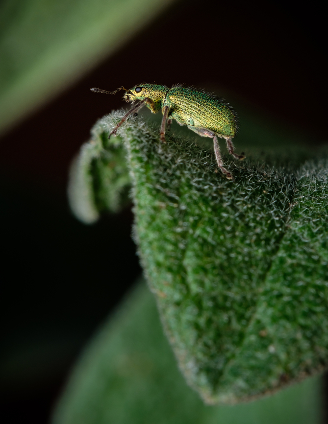 Golden green leaf eater 03 <figure class="photo"><a href="https://www.jungledragon.com/image/133405/golden_green_leaf_eater_06.html" title="Golden green leaf eater 06"><img src="https://s3.amazonaws.com/media.jungledragon.com/images/5939/133405_thumb.jpg?AWSAccessKeyId=05GMT0V3GWVNE7GGM1R2&Expires=1759968010&Signature=liTBR1SN%2Byh92vwFW3AnGS9sYYI%3D" width="200" height="128" alt="Golden green leaf eater 06 https://www.jungledragon.com/image/133382/Golden-green-leaf-eater-01.html<br />
https://www.jungledragon.com/image/133385/Golden-green-leaf-eater-04.html<br />
https://www.jungledragon.com/image/133384/Golden-green-leaf-eater-03.html<br />
https://www.jungledragon.com/image/133383/Golden-green-leaf-eater-02.html Europe,Geotagged,Macro,Polydrusus pterygomalis,Portugal,Spring,green,insect" /></a></figure><br />
<figure class="photo"><a href="https://www.jungledragon.com/image/133386/golden_green_leaf_eater_05.html" title="Golden green leaf eater 05"><img src="https://s3.amazonaws.com/media.jungledragon.com/images/5939/133386_thumb.jpg?AWSAccessKeyId=05GMT0V3GWVNE7GGM1R2&Expires=1759968010&Signature=WxHVkx1mL0H7Wmtm%2FLyOIcTbLUk%3D" width="200" height="134" alt="Golden green leaf eater 05 https://www.jungledragon.com/image/133405/2022040808.html<br />
https://www.jungledragon.com/image/133382/Golden-green-leaf-eater-01.html<br />
https://www.jungledragon.com/image/133385/Golden-green-leaf-eater-04.html<br />
https://www.jungledragon.com/image/133384/Golden-green-leaf-eater-03.html<br />
https://www.jungledragon.com/image/133383/Golden-green-leaf-eater-02.html Europe,Geotagged,Macro,Polydrusus pterygomalis,Portugal,Spring,green,insect" /></a></figure><br />
<figure class="photo"><a href="https://www.jungledragon.com/image/133382/golden_green_leaf_eater_01.html" title="Golden green leaf eater 01"><img src="https://s3.amazonaws.com/media.jungledragon.com/images/5939/133382_thumb.jpg?AWSAccessKeyId=05GMT0V3GWVNE7GGM1R2&Expires=1759968010&Signature=jUZsv%2BhfqEjrqgcHslMzdRCWvC0%3D" width="200" height="134" alt="Golden green leaf eater 01 https://www.jungledragon.com/image/133405/2022040808.html<br />
https://www.jungledragon.com/image/133386/Golden-green-leaf-eater-05.html<br />
https://www.jungledragon.com/image/133385/Golden-green-leaf-eater-04.html<br />
https://www.jungledragon.com/image/133384/Golden-green-leaf-eater-03.html<br />
https://www.jungledragon.com/image/133383/Golden-green-leaf-eater-02.html Europe,Geotagged,Macro,Polydrusus pterygomalis,Portugal,Spring,green,insect" /></a></figure><br />
<figure class="photo"><a href="https://www.jungledragon.com/image/133385/golden_green_leaf_eater_04.html" title="Golden green leaf eater 04"><img src="https://s3.amazonaws.com/media.jungledragon.com/images/5939/133385_thumb.jpg?AWSAccessKeyId=05GMT0V3GWVNE7GGM1R2&Expires=1759968010&Signature=anuo5kdW0G0okLlaE37A6YdeKII%3D" width="200" height="134" alt="Golden green leaf eater 04 https://www.jungledragon.com/image/133405/2022040808.html<br />
https://www.jungledragon.com/image/133386/Golden-green-leaf-eater-05.html<br />
https://www.jungledragon.com/image/133382/Golden-green-leaf-eater-01.html<br />
https://www.jungledragon.com/image/133384/Golden-green-leaf-eater-03.html<br />
https://www.jungledragon.com/image/133383/Golden-green-leaf-eater-02.html Europe,Geotagged,Macro,Polydrusus pterygomalis,Portugal,Spring,green,insect" /></a></figure><br />
<figure class="photo"><a href="https://www.jungledragon.com/image/133383/golden_green_leaf_eater_02.html" title="Golden green leaf eater 02"><img src="https://s3.amazonaws.com/media.jungledragon.com/images/5939/133383_thumb.jpg?AWSAccessKeyId=05GMT0V3GWVNE7GGM1R2&Expires=1759968010&Signature=uJJFmeQmepcu3pcdmksnrnkeM8w%3D" width="200" height="134" alt="Golden green leaf eater 02 https://www.jungledragon.com/image/133405/2022040808.html<br />
https://www.jungledragon.com/image/133386/Golden-green-leaf-eater-05.html<br />
https://www.jungledragon.com/image/133382/Golden-green-leaf-eater-01.html<br />
https://www.jungledragon.com/image/133385/Golden-green-leaf-eater-04.html<br />
https://www.jungledragon.com/image/133384/Golden-green-leaf-eater-03.html Europe,Geotagged,Macro,Polydrusus pterygomalis,Portugal,Spring,green,insect" /></a></figure> Europe,Geotagged,Macro,Polydrusus pterygomalis,Portugal,Spring,green,insect