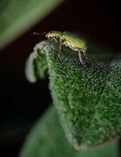 Golden green leaf eater 03 https://www.jungledragon.com/image/133405/2022040808.html
https://www.jungledragon.com/image/133386/Golden-green-leaf-eater-05.html
https://www.jungledragon.com/image/133382/Golden-green-leaf-eater-01.html
https://www.jungledragon.com/image/133385/Golden-green-leaf-eater-04.html
https://www.jungledragon.com/image/133383/Golden-green-leaf-eater-02.html Europe,Geotagged,Macro,Polydrusus pterygomalis,Portugal,Spring,green,insect
