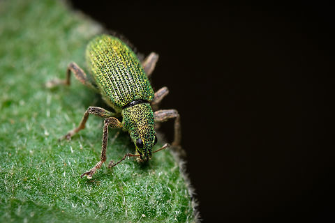 Golden green leaf eater 04 https://www.jungledragon.com/image/133405/2022040808.html
https://www.jungledragon.com/image/133386/Golden-green-leaf-eater-05.html
https://www.jungledragon.com/image/133382/Golden-green-leaf-eater-01.html
https://www.jungledragon.com/image/133384/Golden-green-leaf-eater-03.html
https://www.jungledragon.com/image/133383/Golden-green-leaf-eater-02.html Europe,Geotagged,Macro,Polydrusus pterygomalis,Portugal,Spring,green,insect
