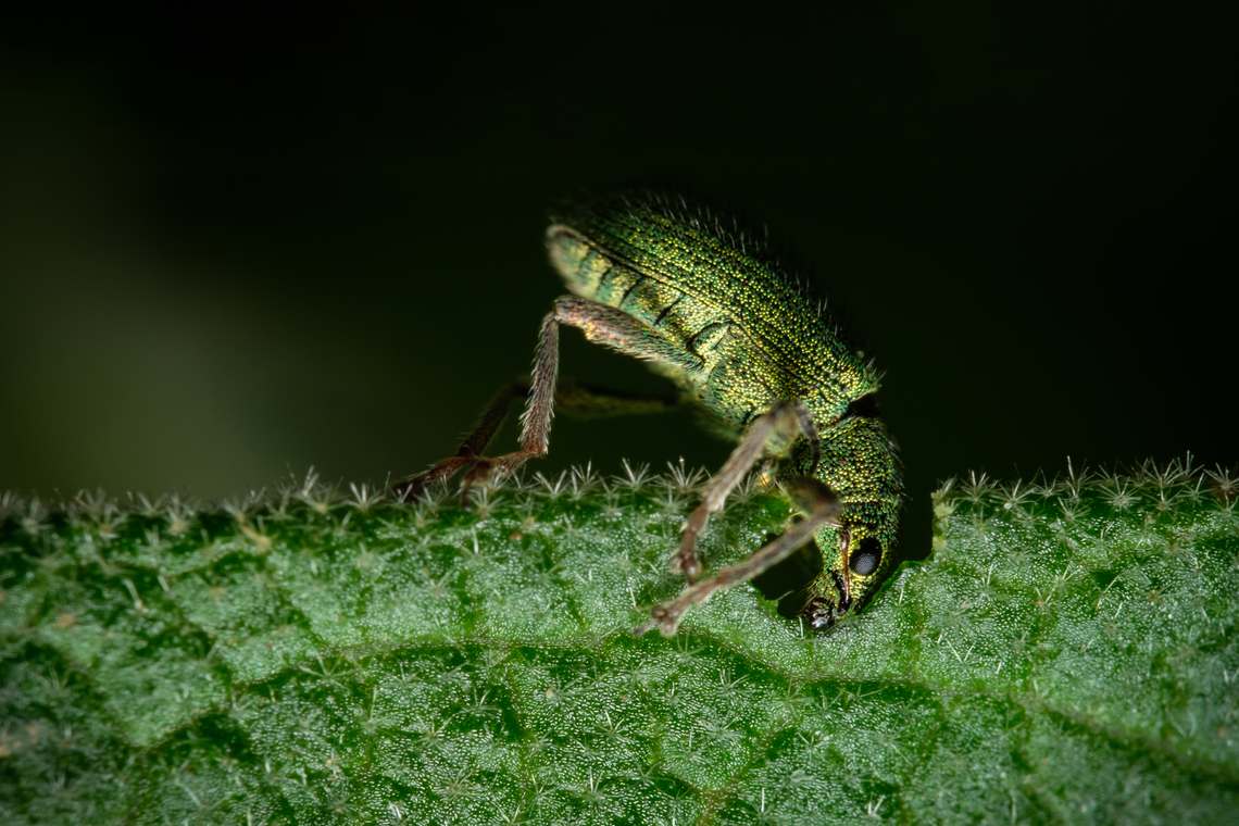 Golden green leaf eater 05 <figure class="photo"><a href="https://www.jungledragon.com/image/133405/golden_green_leaf_eater_06.html" title="Golden green leaf eater 06"><img src="https://s3.amazonaws.com/media.jungledragon.com/images/5939/133405_thumb.jpg?AWSAccessKeyId=05GMT0V3GWVNE7GGM1R2&Expires=1770854410&Signature=BeLUL4%2FCTMvjRcuTf5yCJamOxHo%3D" width="200" height="128" alt="Golden green leaf eater 06 https://www.jungledragon.com/image/133382/Golden-green-leaf-eater-01.html<br />
https://www.jungledragon.com/image/133385/Golden-green-leaf-eater-04.html<br />
https://www.jungledragon.com/image/133384/Golden-green-leaf-eater-03.html<br />
https://www.jungledragon.com/image/133383/Golden-green-leaf-eater-02.html Europe,Geotagged,Macro,Polydrusus pterygomalis,Portugal,Spring,green,insect" /></a></figure><br />
<figure class="photo"><a href="https://www.jungledragon.com/image/133382/golden_green_leaf_eater_01.html" title="Golden green leaf eater 01"><img src="https://s3.amazonaws.com/media.jungledragon.com/images/5939/133382_thumb.jpg?AWSAccessKeyId=05GMT0V3GWVNE7GGM1R2&Expires=1770854410&Signature=wkz%2Fiq3kSXvhhzr6c7JcAlFcVKY%3D" width="200" height="134" alt="Golden green leaf eater 01 https://www.jungledragon.com/image/133405/2022040808.html<br />
https://www.jungledragon.com/image/133386/Golden-green-leaf-eater-05.html<br />
https://www.jungledragon.com/image/133385/Golden-green-leaf-eater-04.html<br />
https://www.jungledragon.com/image/133384/Golden-green-leaf-eater-03.html<br />
https://www.jungledragon.com/image/133383/Golden-green-leaf-eater-02.html Europe,Geotagged,Macro,Polydrusus pterygomalis,Portugal,Spring,green,insect" /></a></figure><br />
<figure class="photo"><a href="https://www.jungledragon.com/image/133385/golden_green_leaf_eater_04.html" title="Golden green leaf eater 04"><img src="https://s3.amazonaws.com/media.jungledragon.com/images/5939/133385_thumb.jpg?AWSAccessKeyId=05GMT0V3GWVNE7GGM1R2&Expires=1770854410&Signature=GUn3vtFZJdWOgyfUPFVAGfqM5YU%3D" width="200" height="134" alt="Golden green leaf eater 04 https://www.jungledragon.com/image/133405/2022040808.html<br />
https://www.jungledragon.com/image/133386/Golden-green-leaf-eater-05.html<br />
https://www.jungledragon.com/image/133382/Golden-green-leaf-eater-01.html<br />
https://www.jungledragon.com/image/133384/Golden-green-leaf-eater-03.html<br />
https://www.jungledragon.com/image/133383/Golden-green-leaf-eater-02.html Europe,Geotagged,Macro,Polydrusus pterygomalis,Portugal,Spring,green,insect" /></a></figure><br />
<figure class="photo"><a href="https://www.jungledragon.com/image/133384/golden_green_leaf_eater_03.html" title="Golden green leaf eater 03"><img src="https://s3.amazonaws.com/media.jungledragon.com/images/5939/133384_thumb.jpg?AWSAccessKeyId=05GMT0V3GWVNE7GGM1R2&Expires=1770854410&Signature=e6AlvHzzIu7MKmSOS%2BObynrrhok%3D" width="118" height="152" alt="Golden green leaf eater 03 https://www.jungledragon.com/image/133405/2022040808.html<br />
https://www.jungledragon.com/image/133386/Golden-green-leaf-eater-05.html<br />
https://www.jungledragon.com/image/133382/Golden-green-leaf-eater-01.html<br />
https://www.jungledragon.com/image/133385/Golden-green-leaf-eater-04.html<br />
https://www.jungledragon.com/image/133383/Golden-green-leaf-eater-02.html Europe,Geotagged,Macro,Polydrusus pterygomalis,Portugal,Spring,green,insect" /></a></figure><br />
<figure class="photo"><a href="https://www.jungledragon.com/image/133383/golden_green_leaf_eater_02.html" title="Golden green leaf eater 02"><img src="https://s3.amazonaws.com/media.jungledragon.com/images/5939/133383_thumb.jpg?AWSAccessKeyId=05GMT0V3GWVNE7GGM1R2&Expires=1770854410&Signature=kXm8zg1ObwDCC%2BkgmFlGHWaSgEg%3D" width="200" height="134" alt="Golden green leaf eater 02 https://www.jungledragon.com/image/133405/2022040808.html<br />
https://www.jungledragon.com/image/133386/Golden-green-leaf-eater-05.html<br />
https://www.jungledragon.com/image/133382/Golden-green-leaf-eater-01.html<br />
https://www.jungledragon.com/image/133385/Golden-green-leaf-eater-04.html<br />
https://www.jungledragon.com/image/133384/Golden-green-leaf-eater-03.html Europe,Geotagged,Macro,Polydrusus pterygomalis,Portugal,Spring,green,insect" /></a></figure> Europe,Geotagged,Macro,Polydrusus pterygomalis,Portugal,Spring,green,insect