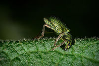 Golden green leaf eater 05 https://www.jungledragon.com/image/133405/2022040808.html<br />
https://www.jungledragon.com/image/133382/Golden-green-leaf-eater-01.html<br />
https://www.jungledragon.com/image/133385/Golden-green-leaf-eater-04.html<br />
https://www.jungledragon.com/image/133384/Golden-green-leaf-eater-03.html<br />
https://www.jungledragon.com/image/133383/Golden-green-leaf-eater-02.html Europe,Geotagged,Macro,Polydrusus pterygomalis,Portugal,Spring,green,insect