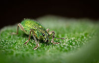 Golden green leaf eater 06 https://www.jungledragon.com/image/133382/Golden-green-leaf-eater-01.html<br />
https://www.jungledragon.com/image/133385/Golden-green-leaf-eater-04.html<br />
https://www.jungledragon.com/image/133384/Golden-green-leaf-eater-03.html<br />
https://www.jungledragon.com/image/133383/Golden-green-leaf-eater-02.html Europe,Geotagged,Macro,Polydrusus pterygomalis,Portugal,Spring,green,insect