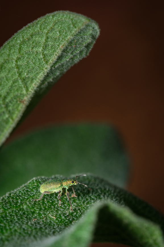 Golden green leaf eater 07 <figure class="photo"><a href="https://www.jungledragon.com/image/133382/golden_green_leaf_eater_01.html" title="Golden green leaf eater 01"><img src="https://s3.amazonaws.com/media.jungledragon.com/images/5939/133382_thumb.jpg?AWSAccessKeyId=05GMT0V3GWVNE7GGM1R2&Expires=1759968010&Signature=jUZsv%2BhfqEjrqgcHslMzdRCWvC0%3D" width="200" height="134" alt="Golden green leaf eater 01 https://www.jungledragon.com/image/133405/2022040808.html<br />
https://www.jungledragon.com/image/133386/Golden-green-leaf-eater-05.html<br />
https://www.jungledragon.com/image/133385/Golden-green-leaf-eater-04.html<br />
https://www.jungledragon.com/image/133384/Golden-green-leaf-eater-03.html<br />
https://www.jungledragon.com/image/133383/Golden-green-leaf-eater-02.html Europe,Geotagged,Macro,Polydrusus pterygomalis,Portugal,Spring,green,insect" /></a></figure><br />
<figure class="photo"><a href="https://www.jungledragon.com/image/133385/golden_green_leaf_eater_04.html" title="Golden green leaf eater 04"><img src="https://s3.amazonaws.com/media.jungledragon.com/images/5939/133385_thumb.jpg?AWSAccessKeyId=05GMT0V3GWVNE7GGM1R2&Expires=1759968010&Signature=anuo5kdW0G0okLlaE37A6YdeKII%3D" width="200" height="134" alt="Golden green leaf eater 04 https://www.jungledragon.com/image/133405/2022040808.html<br />
https://www.jungledragon.com/image/133386/Golden-green-leaf-eater-05.html<br />
https://www.jungledragon.com/image/133382/Golden-green-leaf-eater-01.html<br />
https://www.jungledragon.com/image/133384/Golden-green-leaf-eater-03.html<br />
https://www.jungledragon.com/image/133383/Golden-green-leaf-eater-02.html Europe,Geotagged,Macro,Polydrusus pterygomalis,Portugal,Spring,green,insect" /></a></figure><br />
<figure class="photo"><a href="https://www.jungledragon.com/image/133384/golden_green_leaf_eater_03.html" title="Golden green leaf eater 03"><img src="https://s3.amazonaws.com/media.jungledragon.com/images/5939/133384_thumb.jpg?AWSAccessKeyId=05GMT0V3GWVNE7GGM1R2&Expires=1759968010&Signature=MeEZhBnivZ5B1YLy%2BL%2Fli4F832o%3D" width="118" height="152" alt="Golden green leaf eater 03 https://www.jungledragon.com/image/133405/2022040808.html<br />
https://www.jungledragon.com/image/133386/Golden-green-leaf-eater-05.html<br />
https://www.jungledragon.com/image/133382/Golden-green-leaf-eater-01.html<br />
https://www.jungledragon.com/image/133385/Golden-green-leaf-eater-04.html<br />
https://www.jungledragon.com/image/133383/Golden-green-leaf-eater-02.html Europe,Geotagged,Macro,Polydrusus pterygomalis,Portugal,Spring,green,insect" /></a></figure><br />
<figure class="photo"><a href="https://www.jungledragon.com/image/133383/golden_green_leaf_eater_02.html" title="Golden green leaf eater 02"><img src="https://s3.amazonaws.com/media.jungledragon.com/images/5939/133383_thumb.jpg?AWSAccessKeyId=05GMT0V3GWVNE7GGM1R2&Expires=1759968010&Signature=uJJFmeQmepcu3pcdmksnrnkeM8w%3D" width="200" height="134" alt="Golden green leaf eater 02 https://www.jungledragon.com/image/133405/2022040808.html<br />
https://www.jungledragon.com/image/133386/Golden-green-leaf-eater-05.html<br />
https://www.jungledragon.com/image/133382/Golden-green-leaf-eater-01.html<br />
https://www.jungledragon.com/image/133385/Golden-green-leaf-eater-04.html<br />
https://www.jungledragon.com/image/133384/Golden-green-leaf-eater-03.html Europe,Geotagged,Macro,Polydrusus pterygomalis,Portugal,Spring,green,insect" /></a></figure><br />
<figure class="photo"><a href="https://www.jungledragon.com/image/133405/golden_green_leaf_eater_06.html" title="Golden green leaf eater 06"><img src="https://s3.amazonaws.com/media.jungledragon.com/images/5939/133405_thumb.jpg?AWSAccessKeyId=05GMT0V3GWVNE7GGM1R2&Expires=1759968010&Signature=liTBR1SN%2Byh92vwFW3AnGS9sYYI%3D" width="200" height="128" alt="Golden green leaf eater 06 https://www.jungledragon.com/image/133382/Golden-green-leaf-eater-01.html<br />
https://www.jungledragon.com/image/133385/Golden-green-leaf-eater-04.html<br />
https://www.jungledragon.com/image/133384/Golden-green-leaf-eater-03.html<br />
https://www.jungledragon.com/image/133383/Golden-green-leaf-eater-02.html Europe,Geotagged,Macro,Polydrusus pterygomalis,Portugal,Spring,green,insect" /></a></figure> Geotagged,Polydrusus pterygomalis,Portugal,Spring