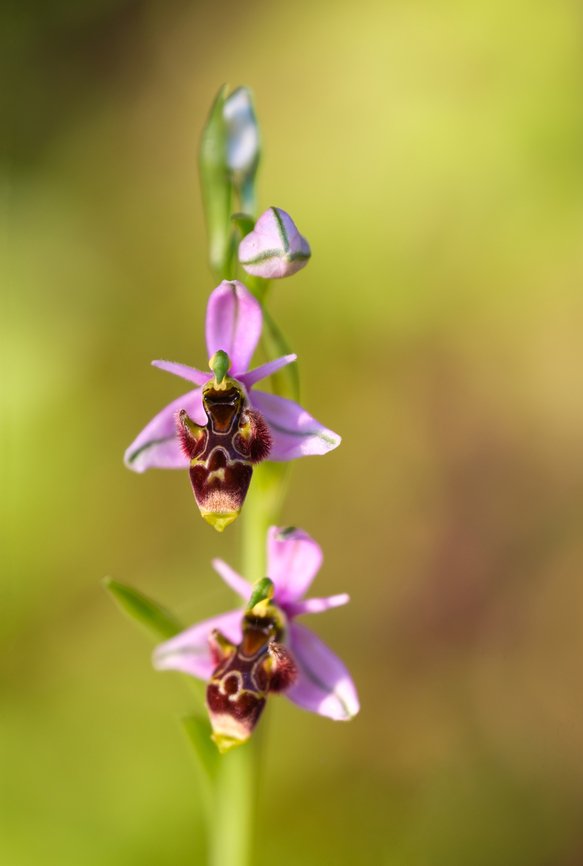 Woodcock bee-orchid Direct translation from Portuguese to English:<br />
Flor-dos-passarinhos = Flower of the little birds Geotagged,Ophrys scolopax,Portugal,Spring,Woodcock bee-orchid