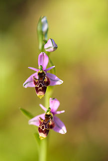 Woodcock bee-orchid Direct translation from Portuguese to English:
Flor-dos-passarinhos = Flower of the little birds Geotagged,Ophrys scolopax,Portugal,Spring,Woodcock bee-orchid