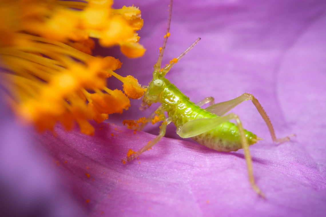 Spring feast! I  Geotagged,Great green bush-cricket,Portugal,Spring,Tettigonia viridissima