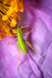 Spring feast! II https://www.jungledragon.com/image/133579/Spring-feast-I.html Geotagged,Great green bush-cricket,Portugal,Spring,Tettigonia viridissima