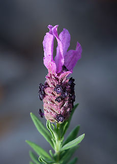 Lavender season! I love to walk in nature this time of year and notice the purple patches around me with the busy bees working all over them.  Europe,Geotagged,Lavandula stoechas,Macro,Portugal,Spring,Topped Lavender,flower,plant