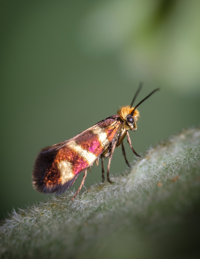 Blonde stud 01 <figure class="photo"><a href="https://www.jungledragon.com/image/133626/blonde_stud_02.html" title="Blonde stud 02"><img src="https://s3.amazonaws.com/media.jungledragon.com/images/5939/133626_thumb.jpg?AWSAccessKeyId=05GMT0V3GWVNE7GGM1R2&Expires=1769040010&Signature=CTqlJh4MwcLYbJ3RkVO0YHkKzdQ%3D" width="200" height="134" alt="Blonde stud 02 https://www.jungledragon.com/image/133625/Blonde-stud-01.html Europe,Geotagged,Macro,Micropterix aureatella,Portugal,Spring,insect,iridescent" /></a></figure> Europe,Geotagged,Macro,Micropterix aureatella,Portugal,Spring,insect,iridescent