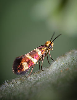 Blonde stud 01 https://www.jungledragon.com/image/133626/2022040605.html Europe,Geotagged,Macro,Micropterix aureatella,Portugal,Spring,insect,iridescent