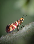Blonde stud 01 https://www.jungledragon.com/image/133626/2022040605.html Europe,Geotagged,Macro,Micropterix aureatella,Portugal,Spring,insect,iridescent