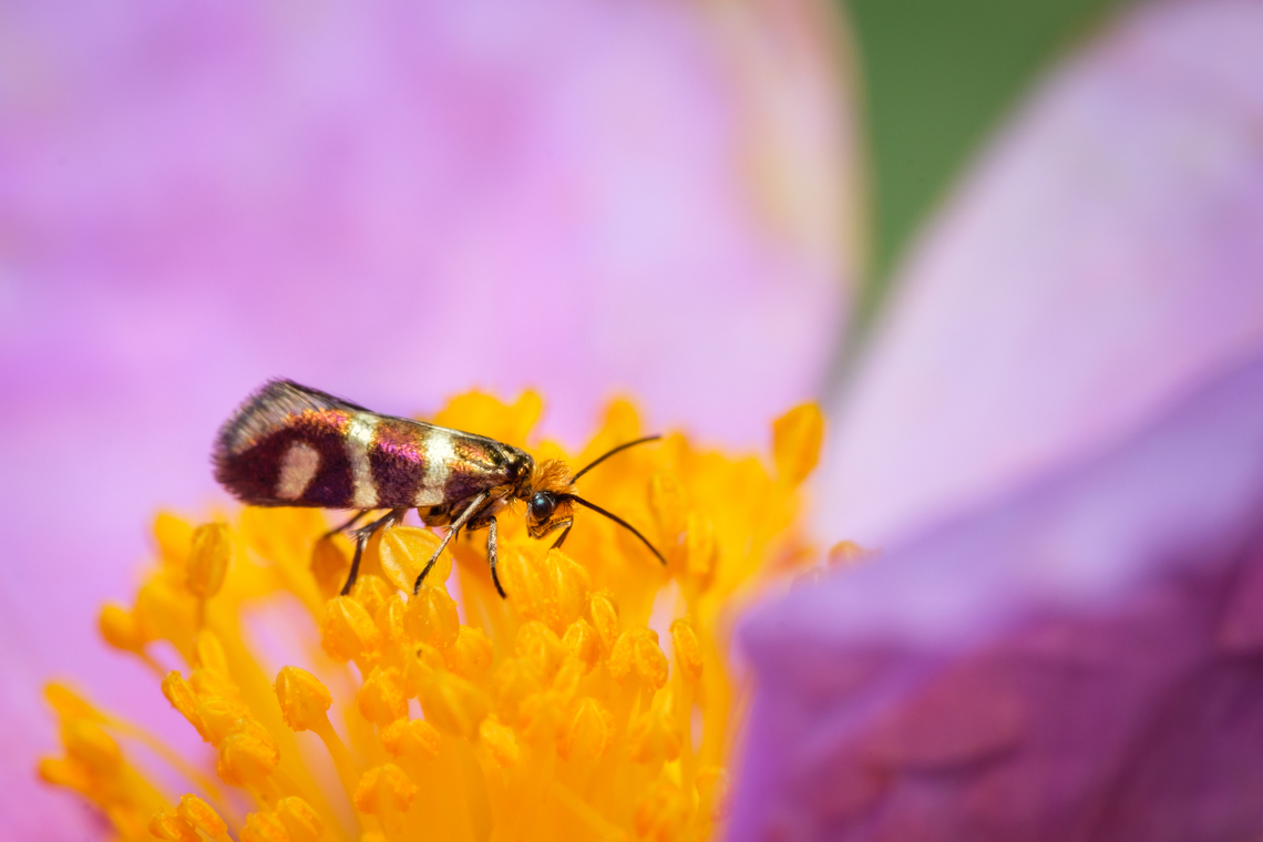Blonde stud 02 <figure class="photo"><a href="https://www.jungledragon.com/image/133625/blonde_stud_01.html" title="Blonde stud 01"><img src="https://s3.amazonaws.com/media.jungledragon.com/images/5939/133625_thumb.jpg?AWSAccessKeyId=05GMT0V3GWVNE7GGM1R2&Expires=1769040010&Signature=K3Arm5%2Bs257IyfSuMTmSG3LzLCs%3D" width="118" height="152" alt="Blonde stud 01 https://www.jungledragon.com/image/133626/2022040605.html Europe,Geotagged,Macro,Micropterix aureatella,Portugal,Spring,insect,iridescent" /></a></figure> Europe,Geotagged,Macro,Micropterix aureatella,Portugal,Spring,insect,iridescent
