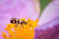 Blonde stud 02 https://www.jungledragon.com/image/133625/Blonde-stud-01.html Europe,Geotagged,Macro,Micropterix aureatella,Portugal,Spring,insect,iridescent
