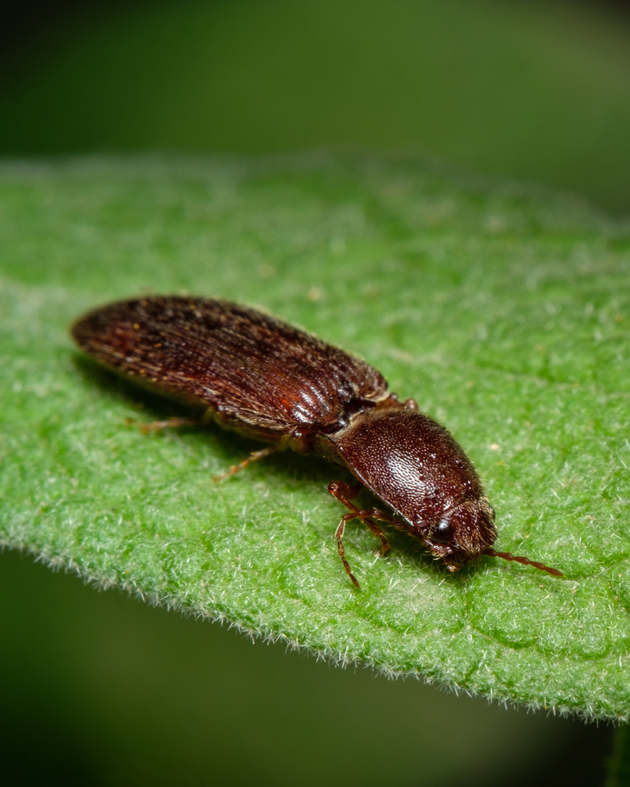 European click beetle  Athous haemorrhoidalis,Europe,Geotagged,Macro,Portugal,Spring,beetle,click beetle,insect