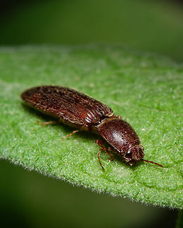 European click beetle  Athous haemorrhoidalis,Europe,Geotagged,Macro,Portugal,Spring,beetle,click beetle,insect