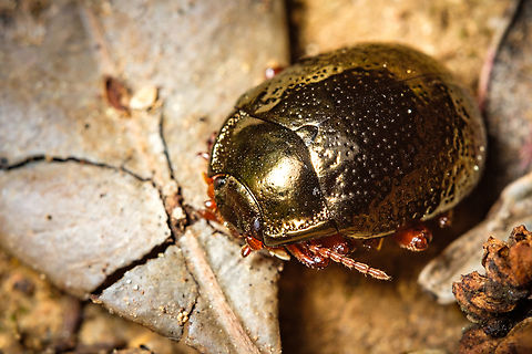 Golden beetle I'm amazed by the golden metallic texture of this beetle's shell, stunning...  Chrysolina bankii,Chrysolina banksii,Europe,Geotagged,Macro,Portugal,Spring,golden,insect,metallic
