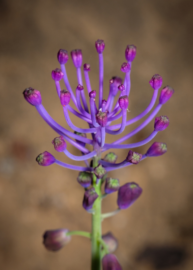 Tassel grape hyacinth It&#039;s interesting how I&#039;m &quot;finding&quot; plants that lived all around me all my life...this is the power of macro photography (-: Closeup,Europe,Geotagged,Leopoldia comosa,Muscari comosum,Portugal,Spring,Tassel Hyacinth,Tassel grape hyacinth,flower,plant