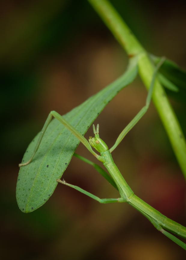 Green stick insect 07 <figure class="photo"><a href="https://www.jungledragon.com/image/133918/green_stick_insect_05.html" title="Green stick insect 05"><img src="https://s3.amazonaws.com/media.jungledragon.com/images/5939/133918_thumb.jpg?AWSAccessKeyId=05GMT0V3GWVNE7GGM1R2&Expires=1767225610&Signature=n3%2FY%2BSKCRDZTc7fz%2BD6tiPEJfgc%3D" width="200" height="134" alt="Green stick insect 05 https://www.jungledragon.com/image/133915/Green-stick-insect-08.html<br />
https://www.jungledragon.com/image/133917/Green-stick-insect-06.html<br />
https://www.jungledragon.com/image/133919/Green-stick-insect-04.html<br />
https://www.jungledragon.com/image/133920/Green-stick-insect-03.html<br />
https://www.jungledragon.com/image/133921/Green-stick-insect-02.html<br />
https://www.jungledragon.com/image/133922/Green-stick-insect-01.html<br />
https://www.jungledragon.com/image/133964/Green-stick-insect-08.html Clonopsis gallica,Europe,Geotagged,Macro,Portugal,Spring,Stick,camouflage,green,insect" /></a></figure><br />
<figure class="photo"><a href="https://www.jungledragon.com/image/133917/green_stick_insect_06.html" title="Green stick insect 06"><img src="https://s3.amazonaws.com/media.jungledragon.com/images/5939/133917_thumb.jpg?AWSAccessKeyId=05GMT0V3GWVNE7GGM1R2&Expires=1767225610&Signature=FUmIvUddw0KsaV3fry2jMQyzMO4%3D" width="110" height="152" alt="Green stick insect 06 https://www.jungledragon.com/image/133915/Green-stick-insect-08.html<br />
https://www.jungledragon.com/image/133918/Green-stick-insect-05.html<br />
https://www.jungledragon.com/image/133919/Green-stick-insect-04.html<br />
https://www.jungledragon.com/image/133920/Green-stick-insect-03.html<br />
https://www.jungledragon.com/image/133921/Green-stick-insect-02.html<br />
https://www.jungledragon.com/image/133922/Green-stick-insect-01.html<br />
https://www.jungledragon.com/image/133964/Green-stick-insect-08.html Clonopsis gallica,Europe,Geotagged,Macro,Portugal,Spring,Stick,camouflage,green,insect" /></a></figure><br />
<figure class="photo"><a href="https://www.jungledragon.com/image/133919/green_stick_insect_04.html" title="Green stick insect 04"><img src="https://s3.amazonaws.com/media.jungledragon.com/images/5939/133919_thumb.jpg?AWSAccessKeyId=05GMT0V3GWVNE7GGM1R2&Expires=1767225610&Signature=Ma2kqhJEmZpAf4ZALU%2FmKLvzKGI%3D" width="200" height="134" alt="Green stick insect 04 https://www.jungledragon.com/image/133915/Green-stick-insect-08.html<br />
https://www.jungledragon.com/image/133917/Green-stick-insect-06.html<br />
https://www.jungledragon.com/image/133920/Green-stick-insect-03.html<br />
https://www.jungledragon.com/image/133921/Green-stick-insect-02.html<br />
https://www.jungledragon.com/image/133922/Green-stick-insect-01.html<br />
https://www.jungledragon.com/image/133964/Green-stick-insect-08.html Clonopsis gallica,Europe,Geotagged,Macro,Portugal,Spring,Stick,camouflage,green,insect" /></a></figure><br />
<figure class="photo"><a href="https://www.jungledragon.com/image/133920/green_stick_insect_03.html" title="Green stick insect 03"><img src="https://s3.amazonaws.com/media.jungledragon.com/images/5939/133920_thumb.jpg?AWSAccessKeyId=05GMT0V3GWVNE7GGM1R2&Expires=1767225610&Signature=9QUCU8pilzSzaXIwgKJXQMl%2Bn7c%3D" width="200" height="134" alt="Green stick insect 03 https://www.jungledragon.com/image/133915/Green-stick-insect-08.html<br />
https://www.jungledragon.com/image/133917/Green-stick-insect-06.html<br />
https://www.jungledragon.com/image/133918/Green-stick-insect-05.html<br />
https://www.jungledragon.com/image/133919/Green-stick-insect-04.html<br />
https://www.jungledragon.com/image/133921/Green-stick-insect-02.html<br />
https://www.jungledragon.com/image/133922/Green-stick-insect-01.html<br />
https://www.jungledragon.com/image/133964/Green-stick-insect-08.html Clonopsis gallica,Europe,Geotagged,Macro,Portugal,Spring,Stick,camouflage,green,insect" /></a></figure><br />
<figure class="photo"><a href="https://www.jungledragon.com/image/133921/green_stick_insect_02.html" title="Green stick insect 02"><img src="https://s3.amazonaws.com/media.jungledragon.com/images/5939/133921_thumb.jpg?AWSAccessKeyId=05GMT0V3GWVNE7GGM1R2&Expires=1767225610&Signature=C%2BPPkcMLzG6rlQQqtuZYtBwPx9I%3D" width="200" height="134" alt="Green stick insect 02 https://www.jungledragon.com/image/133915/Green-stick-insect-08.html<br />
https://www.jungledragon.com/image/133917/Green-stick-insect-06.html<br />
https://www.jungledragon.com/image/133918/Green-stick-insect-05.html<br />
https://www.jungledragon.com/image/133919/Green-stick-insect-04.html<br />
https://www.jungledragon.com/image/133920/Green-stick-insect-03.html<br />
https://www.jungledragon.com/image/133922/Green-stick-insect-01.html<br />
https://www.jungledragon.com/image/133964/Green-stick-insect-08.html Clonopsis gallica,Europe,Geotagged,Macro,Portugal,Spring,Stick,camouflage,green,insect" /></a></figure><br />
<figure class="photo"><a href="https://www.jungledragon.com/image/133922/green_stick_insect_01.html" title="Green stick insect 01"><img src="https://s3.amazonaws.com/media.jungledragon.com/images/5939/133922_thumb.jpg?AWSAccessKeyId=05GMT0V3GWVNE7GGM1R2&Expires=1767225610&Signature=ztqjzI2sK3qovOALe%2BD%2F5xgfJdE%3D" width="102" height="152" alt="Green stick insect 01 https://www.jungledragon.com/image/133915/Green-stick-insect-08.html<br />
https://www.jungledragon.com/image/133917/Green-stick-insect-06.html<br />
https://www.jungledragon.com/image/133918/Green-stick-insect-05.html<br />
https://www.jungledragon.com/image/133919/Green-stick-insect-04.html<br />
https://www.jungledragon.com/image/133920/Green-stick-insect-03.html<br />
https://www.jungledragon.com/image/133921/Green-stick-insect-02.html<br />
https://www.jungledragon.com/image/133964/Green-stick-insect-08.html Clonopsis gallica,Europe,Geotagged,Macro,Portugal,Spring,Stick,camouflage,green,insect" /></a></figure><br />
<figure class="photo"><a href="https://www.jungledragon.com/image/133964/green_stick_insect_08.html" title="Green stick insect 08"><img src="https://s3.amazonaws.com/media.jungledragon.com/images/5939/133964_thumb.jpg?AWSAccessKeyId=05GMT0V3GWVNE7GGM1R2&Expires=1767225610&Signature=zjQVVlLgW5ET5GFZuXWdwIadqAA%3D" width="110" height="152" alt="Green stick insect 08 https://www.jungledragon.com/image/133915/Green-stick-insect-08.html<br />
https://www.jungledragon.com/image/133917/Green-stick-insect-06.html<br />
https://www.jungledragon.com/image/133918/Green-stick-insect-05.html<br />
https://www.jungledragon.com/image/133919/Green-stick-insect-04.html<br />
https://www.jungledragon.com/image/133920/Green-stick-insect-03.html<br />
https://www.jungledragon.com/image/133921/Green-stick-insect-02.html<br />
https://www.jungledragon.com/image/133922/Green-stick-insect-01.html Clonopsis gallica,Europe,French Stick Insect,Geotagged,Macro,Portugal,Spring,Stick,camouflage,green,insect" /></a></figure> Clonopsis gallica,Europe,Geotagged,Macro,Portugal,Spring,Stick,camouflage,green,insect