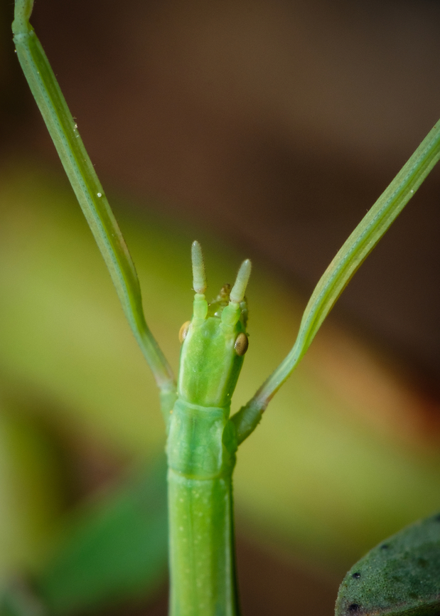 Green stick insect 06 <figure class="photo"><a href="https://www.jungledragon.com/image/133915/green_stick_insect_07.html" title="Green stick insect 07"><img src="https://s3.amazonaws.com/media.jungledragon.com/images/5939/133915_thumb.jpg?AWSAccessKeyId=05GMT0V3GWVNE7GGM1R2&Expires=1770854410&Signature=VRQENIeGTEvQhVdzhY0uiBc7lB4%3D" width="110" height="152" alt="Green stick insect 07 https://www.jungledragon.com/image/133918/Green-stick-insect-05.html<br />
https://www.jungledragon.com/image/133917/Green-stick-insect-06.html<br />
https://www.jungledragon.com/image/133919/Green-stick-insect-04.html<br />
https://www.jungledragon.com/image/133920/Green-stick-insect-03.html<br />
https://www.jungledragon.com/image/133921/Green-stick-insect-02.html<br />
https://www.jungledragon.com/image/133922/Green-stick-insect-01.html<br />
https://www.jungledragon.com/image/133964/Green-stick-insect-08.html Clonopsis gallica,Europe,Geotagged,Macro,Portugal,Spring,Stick,camouflage,green,insect" /></a></figure><br />
<figure class="photo"><a href="https://www.jungledragon.com/image/133918/green_stick_insect_05.html" title="Green stick insect 05"><img src="https://s3.amazonaws.com/media.jungledragon.com/images/5939/133918_thumb.jpg?AWSAccessKeyId=05GMT0V3GWVNE7GGM1R2&Expires=1770854410&Signature=05JfG9PuEjMMVJLwUwQytOZmMuk%3D" width="200" height="134" alt="Green stick insect 05 https://www.jungledragon.com/image/133915/Green-stick-insect-08.html<br />
https://www.jungledragon.com/image/133917/Green-stick-insect-06.html<br />
https://www.jungledragon.com/image/133919/Green-stick-insect-04.html<br />
https://www.jungledragon.com/image/133920/Green-stick-insect-03.html<br />
https://www.jungledragon.com/image/133921/Green-stick-insect-02.html<br />
https://www.jungledragon.com/image/133922/Green-stick-insect-01.html<br />
https://www.jungledragon.com/image/133964/Green-stick-insect-08.html Clonopsis gallica,Europe,Geotagged,Macro,Portugal,Spring,Stick,camouflage,green,insect" /></a></figure><br />
<figure class="photo"><a href="https://www.jungledragon.com/image/133919/green_stick_insect_04.html" title="Green stick insect 04"><img src="https://s3.amazonaws.com/media.jungledragon.com/images/5939/133919_thumb.jpg?AWSAccessKeyId=05GMT0V3GWVNE7GGM1R2&Expires=1770854410&Signature=6EA9AeEWZu%2Bw5TZayhwpH%2BrS%2BgA%3D" width="200" height="134" alt="Green stick insect 04 https://www.jungledragon.com/image/133915/Green-stick-insect-08.html<br />
https://www.jungledragon.com/image/133917/Green-stick-insect-06.html<br />
https://www.jungledragon.com/image/133920/Green-stick-insect-03.html<br />
https://www.jungledragon.com/image/133921/Green-stick-insect-02.html<br />
https://www.jungledragon.com/image/133922/Green-stick-insect-01.html<br />
https://www.jungledragon.com/image/133964/Green-stick-insect-08.html Clonopsis gallica,Europe,Geotagged,Macro,Portugal,Spring,Stick,camouflage,green,insect" /></a></figure><br />
<figure class="photo"><a href="https://www.jungledragon.com/image/133920/green_stick_insect_03.html" title="Green stick insect 03"><img src="https://s3.amazonaws.com/media.jungledragon.com/images/5939/133920_thumb.jpg?AWSAccessKeyId=05GMT0V3GWVNE7GGM1R2&Expires=1770854410&Signature=Uly9HlOcSgM%2BMZaZ%2BulwuHJGoYs%3D" width="200" height="134" alt="Green stick insect 03 https://www.jungledragon.com/image/133915/Green-stick-insect-08.html<br />
https://www.jungledragon.com/image/133917/Green-stick-insect-06.html<br />
https://www.jungledragon.com/image/133918/Green-stick-insect-05.html<br />
https://www.jungledragon.com/image/133919/Green-stick-insect-04.html<br />
https://www.jungledragon.com/image/133921/Green-stick-insect-02.html<br />
https://www.jungledragon.com/image/133922/Green-stick-insect-01.html<br />
https://www.jungledragon.com/image/133964/Green-stick-insect-08.html Clonopsis gallica,Europe,Geotagged,Macro,Portugal,Spring,Stick,camouflage,green,insect" /></a></figure><br />
<figure class="photo"><a href="https://www.jungledragon.com/image/133921/green_stick_insect_02.html" title="Green stick insect 02"><img src="https://s3.amazonaws.com/media.jungledragon.com/images/5939/133921_thumb.jpg?AWSAccessKeyId=05GMT0V3GWVNE7GGM1R2&Expires=1770854410&Signature=1NDSQkuV9pgwnvpJIfA7kNXOstM%3D" width="200" height="134" alt="Green stick insect 02 https://www.jungledragon.com/image/133915/Green-stick-insect-08.html<br />
https://www.jungledragon.com/image/133917/Green-stick-insect-06.html<br />
https://www.jungledragon.com/image/133918/Green-stick-insect-05.html<br />
https://www.jungledragon.com/image/133919/Green-stick-insect-04.html<br />
https://www.jungledragon.com/image/133920/Green-stick-insect-03.html<br />
https://www.jungledragon.com/image/133922/Green-stick-insect-01.html<br />
https://www.jungledragon.com/image/133964/Green-stick-insect-08.html Clonopsis gallica,Europe,Geotagged,Macro,Portugal,Spring,Stick,camouflage,green,insect" /></a></figure><br />
<figure class="photo"><a href="https://www.jungledragon.com/image/133922/green_stick_insect_01.html" title="Green stick insect 01"><img src="https://s3.amazonaws.com/media.jungledragon.com/images/5939/133922_thumb.jpg?AWSAccessKeyId=05GMT0V3GWVNE7GGM1R2&Expires=1770854410&Signature=c4jdkhh0I8xIIpPYvzzzttvPy8o%3D" width="102" height="152" alt="Green stick insect 01 https://www.jungledragon.com/image/133915/Green-stick-insect-08.html<br />
https://www.jungledragon.com/image/133917/Green-stick-insect-06.html<br />
https://www.jungledragon.com/image/133918/Green-stick-insect-05.html<br />
https://www.jungledragon.com/image/133919/Green-stick-insect-04.html<br />
https://www.jungledragon.com/image/133920/Green-stick-insect-03.html<br />
https://www.jungledragon.com/image/133921/Green-stick-insect-02.html<br />
https://www.jungledragon.com/image/133964/Green-stick-insect-08.html Clonopsis gallica,Europe,Geotagged,Macro,Portugal,Spring,Stick,camouflage,green,insect" /></a></figure><br />
<figure class="photo"><a href="https://www.jungledragon.com/image/133964/green_stick_insect_08.html" title="Green stick insect 08"><img src="https://s3.amazonaws.com/media.jungledragon.com/images/5939/133964_thumb.jpg?AWSAccessKeyId=05GMT0V3GWVNE7GGM1R2&Expires=1770854410&Signature=gl9x9ZuyTFPCOnLXT2cSiL6mr88%3D" width="110" height="152" alt="Green stick insect 08 https://www.jungledragon.com/image/133915/Green-stick-insect-08.html<br />
https://www.jungledragon.com/image/133917/Green-stick-insect-06.html<br />
https://www.jungledragon.com/image/133918/Green-stick-insect-05.html<br />
https://www.jungledragon.com/image/133919/Green-stick-insect-04.html<br />
https://www.jungledragon.com/image/133920/Green-stick-insect-03.html<br />
https://www.jungledragon.com/image/133921/Green-stick-insect-02.html<br />
https://www.jungledragon.com/image/133922/Green-stick-insect-01.html Clonopsis gallica,Europe,French Stick Insect,Geotagged,Macro,Portugal,Spring,Stick,camouflage,green,insect" /></a></figure> Clonopsis gallica,Europe,Geotagged,Macro,Portugal,Spring,Stick,camouflage,green,insect