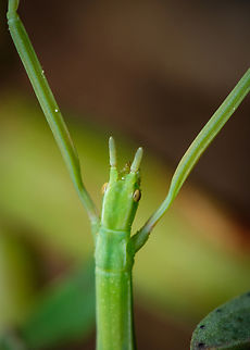 Green stick insect 06 https://www.jungledragon.com/image/133915/Green-stick-insect-08.html
https://www.jungledragon.com/image/133918/Green-stick-insect-05.html
https://www.jungledragon.com/image/133919/Green-stick-insect-04.html
https://www.jungledragon.com/image/133920/Green-stick-insect-03.html
https://www.jungledragon.com/image/133921/Green-stick-insect-02.html
https://www.jungledragon.com/image/133922/Green-stick-insect-01.html
https://www.jungledragon.com/image/133964/Green-stick-insect-08.html Clonopsis gallica,Europe,Geotagged,Macro,Portugal,Spring,Stick,camouflage,green,insect