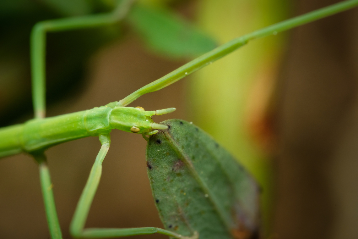Green stick insect 05 <figure class="photo"><a href="https://www.jungledragon.com/image/133915/green_stick_insect_07.html" title="Green stick insect 07"><img src="https://s3.amazonaws.com/media.jungledragon.com/images/5939/133915_thumb.jpg?AWSAccessKeyId=05GMT0V3GWVNE7GGM1R2&Expires=1767225610&Signature=c8I%2ByDarjaVeBJhKggT3qXuF0I8%3D" width="110" height="152" alt="Green stick insect 07 https://www.jungledragon.com/image/133918/Green-stick-insect-05.html<br />
https://www.jungledragon.com/image/133917/Green-stick-insect-06.html<br />
https://www.jungledragon.com/image/133919/Green-stick-insect-04.html<br />
https://www.jungledragon.com/image/133920/Green-stick-insect-03.html<br />
https://www.jungledragon.com/image/133921/Green-stick-insect-02.html<br />
https://www.jungledragon.com/image/133922/Green-stick-insect-01.html<br />
https://www.jungledragon.com/image/133964/Green-stick-insect-08.html Clonopsis gallica,Europe,Geotagged,Macro,Portugal,Spring,Stick,camouflage,green,insect" /></a></figure><br />
<figure class="photo"><a href="https://www.jungledragon.com/image/133917/green_stick_insect_06.html" title="Green stick insect 06"><img src="https://s3.amazonaws.com/media.jungledragon.com/images/5939/133917_thumb.jpg?AWSAccessKeyId=05GMT0V3GWVNE7GGM1R2&Expires=1767225610&Signature=FUmIvUddw0KsaV3fry2jMQyzMO4%3D" width="110" height="152" alt="Green stick insect 06 https://www.jungledragon.com/image/133915/Green-stick-insect-08.html<br />
https://www.jungledragon.com/image/133918/Green-stick-insect-05.html<br />
https://www.jungledragon.com/image/133919/Green-stick-insect-04.html<br />
https://www.jungledragon.com/image/133920/Green-stick-insect-03.html<br />
https://www.jungledragon.com/image/133921/Green-stick-insect-02.html<br />
https://www.jungledragon.com/image/133922/Green-stick-insect-01.html<br />
https://www.jungledragon.com/image/133964/Green-stick-insect-08.html Clonopsis gallica,Europe,Geotagged,Macro,Portugal,Spring,Stick,camouflage,green,insect" /></a></figure><br />
<figure class="photo"><a href="https://www.jungledragon.com/image/133919/green_stick_insect_04.html" title="Green stick insect 04"><img src="https://s3.amazonaws.com/media.jungledragon.com/images/5939/133919_thumb.jpg?AWSAccessKeyId=05GMT0V3GWVNE7GGM1R2&Expires=1767225610&Signature=Ma2kqhJEmZpAf4ZALU%2FmKLvzKGI%3D" width="200" height="134" alt="Green stick insect 04 https://www.jungledragon.com/image/133915/Green-stick-insect-08.html<br />
https://www.jungledragon.com/image/133917/Green-stick-insect-06.html<br />
https://www.jungledragon.com/image/133920/Green-stick-insect-03.html<br />
https://www.jungledragon.com/image/133921/Green-stick-insect-02.html<br />
https://www.jungledragon.com/image/133922/Green-stick-insect-01.html<br />
https://www.jungledragon.com/image/133964/Green-stick-insect-08.html Clonopsis gallica,Europe,Geotagged,Macro,Portugal,Spring,Stick,camouflage,green,insect" /></a></figure><br />
<figure class="photo"><a href="https://www.jungledragon.com/image/133920/green_stick_insect_03.html" title="Green stick insect 03"><img src="https://s3.amazonaws.com/media.jungledragon.com/images/5939/133920_thumb.jpg?AWSAccessKeyId=05GMT0V3GWVNE7GGM1R2&Expires=1767225610&Signature=9QUCU8pilzSzaXIwgKJXQMl%2Bn7c%3D" width="200" height="134" alt="Green stick insect 03 https://www.jungledragon.com/image/133915/Green-stick-insect-08.html<br />
https://www.jungledragon.com/image/133917/Green-stick-insect-06.html<br />
https://www.jungledragon.com/image/133918/Green-stick-insect-05.html<br />
https://www.jungledragon.com/image/133919/Green-stick-insect-04.html<br />
https://www.jungledragon.com/image/133921/Green-stick-insect-02.html<br />
https://www.jungledragon.com/image/133922/Green-stick-insect-01.html<br />
https://www.jungledragon.com/image/133964/Green-stick-insect-08.html Clonopsis gallica,Europe,Geotagged,Macro,Portugal,Spring,Stick,camouflage,green,insect" /></a></figure><br />
<figure class="photo"><a href="https://www.jungledragon.com/image/133921/green_stick_insect_02.html" title="Green stick insect 02"><img src="https://s3.amazonaws.com/media.jungledragon.com/images/5939/133921_thumb.jpg?AWSAccessKeyId=05GMT0V3GWVNE7GGM1R2&Expires=1767225610&Signature=C%2BPPkcMLzG6rlQQqtuZYtBwPx9I%3D" width="200" height="134" alt="Green stick insect 02 https://www.jungledragon.com/image/133915/Green-stick-insect-08.html<br />
https://www.jungledragon.com/image/133917/Green-stick-insect-06.html<br />
https://www.jungledragon.com/image/133918/Green-stick-insect-05.html<br />
https://www.jungledragon.com/image/133919/Green-stick-insect-04.html<br />
https://www.jungledragon.com/image/133920/Green-stick-insect-03.html<br />
https://www.jungledragon.com/image/133922/Green-stick-insect-01.html<br />
https://www.jungledragon.com/image/133964/Green-stick-insect-08.html Clonopsis gallica,Europe,Geotagged,Macro,Portugal,Spring,Stick,camouflage,green,insect" /></a></figure><br />
<figure class="photo"><a href="https://www.jungledragon.com/image/133922/green_stick_insect_01.html" title="Green stick insect 01"><img src="https://s3.amazonaws.com/media.jungledragon.com/images/5939/133922_thumb.jpg?AWSAccessKeyId=05GMT0V3GWVNE7GGM1R2&Expires=1767225610&Signature=ztqjzI2sK3qovOALe%2BD%2F5xgfJdE%3D" width="102" height="152" alt="Green stick insect 01 https://www.jungledragon.com/image/133915/Green-stick-insect-08.html<br />
https://www.jungledragon.com/image/133917/Green-stick-insect-06.html<br />
https://www.jungledragon.com/image/133918/Green-stick-insect-05.html<br />
https://www.jungledragon.com/image/133919/Green-stick-insect-04.html<br />
https://www.jungledragon.com/image/133920/Green-stick-insect-03.html<br />
https://www.jungledragon.com/image/133921/Green-stick-insect-02.html<br />
https://www.jungledragon.com/image/133964/Green-stick-insect-08.html Clonopsis gallica,Europe,Geotagged,Macro,Portugal,Spring,Stick,camouflage,green,insect" /></a></figure><br />
<figure class="photo"><a href="https://www.jungledragon.com/image/133964/green_stick_insect_08.html" title="Green stick insect 08"><img src="https://s3.amazonaws.com/media.jungledragon.com/images/5939/133964_thumb.jpg?AWSAccessKeyId=05GMT0V3GWVNE7GGM1R2&Expires=1767225610&Signature=zjQVVlLgW5ET5GFZuXWdwIadqAA%3D" width="110" height="152" alt="Green stick insect 08 https://www.jungledragon.com/image/133915/Green-stick-insect-08.html<br />
https://www.jungledragon.com/image/133917/Green-stick-insect-06.html<br />
https://www.jungledragon.com/image/133918/Green-stick-insect-05.html<br />
https://www.jungledragon.com/image/133919/Green-stick-insect-04.html<br />
https://www.jungledragon.com/image/133920/Green-stick-insect-03.html<br />
https://www.jungledragon.com/image/133921/Green-stick-insect-02.html<br />
https://www.jungledragon.com/image/133922/Green-stick-insect-01.html Clonopsis gallica,Europe,French Stick Insect,Geotagged,Macro,Portugal,Spring,Stick,camouflage,green,insect" /></a></figure> Clonopsis gallica,Europe,Geotagged,Macro,Portugal,Spring,Stick,camouflage,green,insect