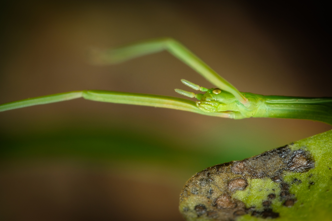 Green stick insect 04 <figure class="photo"><a href="https://www.jungledragon.com/image/133915/green_stick_insect_07.html" title="Green stick insect 07"><img src="https://s3.amazonaws.com/media.jungledragon.com/images/5939/133915_thumb.jpg?AWSAccessKeyId=05GMT0V3GWVNE7GGM1R2&Expires=1770854410&Signature=VRQENIeGTEvQhVdzhY0uiBc7lB4%3D" width="110" height="152" alt="Green stick insect 07 https://www.jungledragon.com/image/133918/Green-stick-insect-05.html<br />
https://www.jungledragon.com/image/133917/Green-stick-insect-06.html<br />
https://www.jungledragon.com/image/133919/Green-stick-insect-04.html<br />
https://www.jungledragon.com/image/133920/Green-stick-insect-03.html<br />
https://www.jungledragon.com/image/133921/Green-stick-insect-02.html<br />
https://www.jungledragon.com/image/133922/Green-stick-insect-01.html<br />
https://www.jungledragon.com/image/133964/Green-stick-insect-08.html Clonopsis gallica,Europe,Geotagged,Macro,Portugal,Spring,Stick,camouflage,green,insect" /></a></figure><br />
<figure class="photo"><a href="https://www.jungledragon.com/image/133917/green_stick_insect_06.html" title="Green stick insect 06"><img src="https://s3.amazonaws.com/media.jungledragon.com/images/5939/133917_thumb.jpg?AWSAccessKeyId=05GMT0V3GWVNE7GGM1R2&Expires=1770854410&Signature=1JenJDyE4CpKvObn8jp1gbaWpFQ%3D" width="110" height="152" alt="Green stick insect 06 https://www.jungledragon.com/image/133915/Green-stick-insect-08.html<br />
https://www.jungledragon.com/image/133918/Green-stick-insect-05.html<br />
https://www.jungledragon.com/image/133919/Green-stick-insect-04.html<br />
https://www.jungledragon.com/image/133920/Green-stick-insect-03.html<br />
https://www.jungledragon.com/image/133921/Green-stick-insect-02.html<br />
https://www.jungledragon.com/image/133922/Green-stick-insect-01.html<br />
https://www.jungledragon.com/image/133964/Green-stick-insect-08.html Clonopsis gallica,Europe,Geotagged,Macro,Portugal,Spring,Stick,camouflage,green,insect" /></a></figure><br />
<figure class="photo"><a href="https://www.jungledragon.com/image/133920/green_stick_insect_03.html" title="Green stick insect 03"><img src="https://s3.amazonaws.com/media.jungledragon.com/images/5939/133920_thumb.jpg?AWSAccessKeyId=05GMT0V3GWVNE7GGM1R2&Expires=1770854410&Signature=Uly9HlOcSgM%2BMZaZ%2BulwuHJGoYs%3D" width="200" height="134" alt="Green stick insect 03 https://www.jungledragon.com/image/133915/Green-stick-insect-08.html<br />
https://www.jungledragon.com/image/133917/Green-stick-insect-06.html<br />
https://www.jungledragon.com/image/133918/Green-stick-insect-05.html<br />
https://www.jungledragon.com/image/133919/Green-stick-insect-04.html<br />
https://www.jungledragon.com/image/133921/Green-stick-insect-02.html<br />
https://www.jungledragon.com/image/133922/Green-stick-insect-01.html<br />
https://www.jungledragon.com/image/133964/Green-stick-insect-08.html Clonopsis gallica,Europe,Geotagged,Macro,Portugal,Spring,Stick,camouflage,green,insect" /></a></figure><br />
<figure class="photo"><a href="https://www.jungledragon.com/image/133921/green_stick_insect_02.html" title="Green stick insect 02"><img src="https://s3.amazonaws.com/media.jungledragon.com/images/5939/133921_thumb.jpg?AWSAccessKeyId=05GMT0V3GWVNE7GGM1R2&Expires=1770854410&Signature=1NDSQkuV9pgwnvpJIfA7kNXOstM%3D" width="200" height="134" alt="Green stick insect 02 https://www.jungledragon.com/image/133915/Green-stick-insect-08.html<br />
https://www.jungledragon.com/image/133917/Green-stick-insect-06.html<br />
https://www.jungledragon.com/image/133918/Green-stick-insect-05.html<br />
https://www.jungledragon.com/image/133919/Green-stick-insect-04.html<br />
https://www.jungledragon.com/image/133920/Green-stick-insect-03.html<br />
https://www.jungledragon.com/image/133922/Green-stick-insect-01.html<br />
https://www.jungledragon.com/image/133964/Green-stick-insect-08.html Clonopsis gallica,Europe,Geotagged,Macro,Portugal,Spring,Stick,camouflage,green,insect" /></a></figure><br />
<figure class="photo"><a href="https://www.jungledragon.com/image/133922/green_stick_insect_01.html" title="Green stick insect 01"><img src="https://s3.amazonaws.com/media.jungledragon.com/images/5939/133922_thumb.jpg?AWSAccessKeyId=05GMT0V3GWVNE7GGM1R2&Expires=1770854410&Signature=c4jdkhh0I8xIIpPYvzzzttvPy8o%3D" width="102" height="152" alt="Green stick insect 01 https://www.jungledragon.com/image/133915/Green-stick-insect-08.html<br />
https://www.jungledragon.com/image/133917/Green-stick-insect-06.html<br />
https://www.jungledragon.com/image/133918/Green-stick-insect-05.html<br />
https://www.jungledragon.com/image/133919/Green-stick-insect-04.html<br />
https://www.jungledragon.com/image/133920/Green-stick-insect-03.html<br />
https://www.jungledragon.com/image/133921/Green-stick-insect-02.html<br />
https://www.jungledragon.com/image/133964/Green-stick-insect-08.html Clonopsis gallica,Europe,Geotagged,Macro,Portugal,Spring,Stick,camouflage,green,insect" /></a></figure><br />
<figure class="photo"><a href="https://www.jungledragon.com/image/133964/green_stick_insect_08.html" title="Green stick insect 08"><img src="https://s3.amazonaws.com/media.jungledragon.com/images/5939/133964_thumb.jpg?AWSAccessKeyId=05GMT0V3GWVNE7GGM1R2&Expires=1770854410&Signature=gl9x9ZuyTFPCOnLXT2cSiL6mr88%3D" width="110" height="152" alt="Green stick insect 08 https://www.jungledragon.com/image/133915/Green-stick-insect-08.html<br />
https://www.jungledragon.com/image/133917/Green-stick-insect-06.html<br />
https://www.jungledragon.com/image/133918/Green-stick-insect-05.html<br />
https://www.jungledragon.com/image/133919/Green-stick-insect-04.html<br />
https://www.jungledragon.com/image/133920/Green-stick-insect-03.html<br />
https://www.jungledragon.com/image/133921/Green-stick-insect-02.html<br />
https://www.jungledragon.com/image/133922/Green-stick-insect-01.html Clonopsis gallica,Europe,French Stick Insect,Geotagged,Macro,Portugal,Spring,Stick,camouflage,green,insect" /></a></figure> Clonopsis gallica,Europe,Geotagged,Macro,Portugal,Spring,Stick,camouflage,green,insect