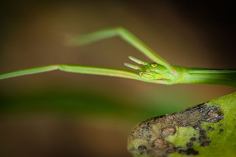 Green stick insect 04 https://www.jungledragon.com/image/133915/Green-stick-insect-08.html
https://www.jungledragon.com/image/133917/Green-stick-insect-06.html
https://www.jungledragon.com/image/133920/Green-stick-insect-03.html
https://www.jungledragon.com/image/133921/Green-stick-insect-02.html
https://www.jungledragon.com/image/133922/Green-stick-insect-01.html
https://www.jungledragon.com/image/133964/Green-stick-insect-08.html Clonopsis gallica,Europe,Geotagged,Macro,Portugal,Spring,Stick,camouflage,green,insect