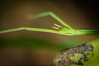 Green stick insect 04 https://www.jungledragon.com/image/133915/Green-stick-insect-08.html<br />
https://www.jungledragon.com/image/133917/Green-stick-insect-06.html<br />
https://www.jungledragon.com/image/133920/Green-stick-insect-03.html<br />
https://www.jungledragon.com/image/133921/Green-stick-insect-02.html<br />
https://www.jungledragon.com/image/133922/Green-stick-insect-01.html<br />
https://www.jungledragon.com/image/133964/Green-stick-insect-08.html Clonopsis gallica,Europe,Geotagged,Macro,Portugal,Spring,Stick,camouflage,green,insect