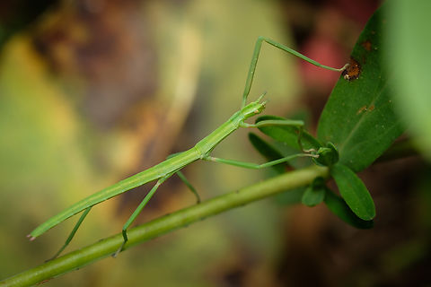 Green stick insect 03 https://www.jungledragon.com/image/133915/Green-stick-insect-08.html
https://www.jungledragon.com/image/133917/Green-stick-insect-06.html
https://www.jungledragon.com/image/133918/Green-stick-insect-05.html
https://www.jungledragon.com/image/133919/Green-stick-insect-04.html
https://www.jungledragon.com/image/133921/Green-stick-insect-02.html
https://www.jungledragon.com/image/133922/Green-stick-insect-01.html
https://www.jungledragon.com/image/133964/Green-stick-insect-08.html Clonopsis gallica,Europe,Geotagged,Macro,Portugal,Spring,Stick,camouflage,green,insect