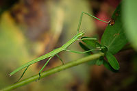 Green stick insect 03 https://www.jungledragon.com/image/133915/Green-stick-insect-08.html<br />
https://www.jungledragon.com/image/133917/Green-stick-insect-06.html<br />
https://www.jungledragon.com/image/133918/Green-stick-insect-05.html<br />
https://www.jungledragon.com/image/133919/Green-stick-insect-04.html<br />
https://www.jungledragon.com/image/133921/Green-stick-insect-02.html<br />
https://www.jungledragon.com/image/133922/Green-stick-insect-01.html<br />
https://www.jungledragon.com/image/133964/Green-stick-insect-08.html Clonopsis gallica,Europe,Geotagged,Macro,Portugal,Spring,Stick,camouflage,green,insect