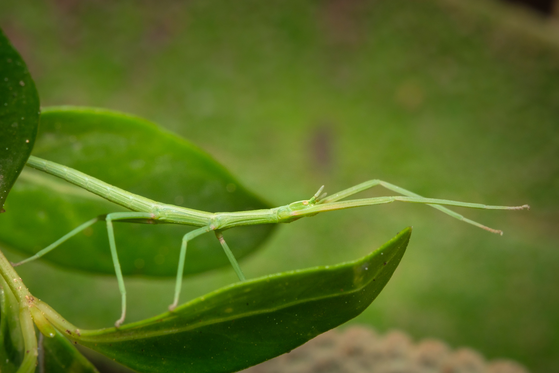 Green stick insect 02 <figure class="photo"><a href="https://www.jungledragon.com/image/133915/green_stick_insect_07.html" title="Green stick insect 07"><img src="https://s3.amazonaws.com/media.jungledragon.com/images/5939/133915_thumb.jpg?AWSAccessKeyId=05GMT0V3GWVNE7GGM1R2&Expires=1767225610&Signature=c8I%2ByDarjaVeBJhKggT3qXuF0I8%3D" width="110" height="152" alt="Green stick insect 07 https://www.jungledragon.com/image/133918/Green-stick-insect-05.html<br />
https://www.jungledragon.com/image/133917/Green-stick-insect-06.html<br />
https://www.jungledragon.com/image/133919/Green-stick-insect-04.html<br />
https://www.jungledragon.com/image/133920/Green-stick-insect-03.html<br />
https://www.jungledragon.com/image/133921/Green-stick-insect-02.html<br />
https://www.jungledragon.com/image/133922/Green-stick-insect-01.html<br />
https://www.jungledragon.com/image/133964/Green-stick-insect-08.html Clonopsis gallica,Europe,Geotagged,Macro,Portugal,Spring,Stick,camouflage,green,insect" /></a></figure><br />
<figure class="photo"><a href="https://www.jungledragon.com/image/133917/green_stick_insect_06.html" title="Green stick insect 06"><img src="https://s3.amazonaws.com/media.jungledragon.com/images/5939/133917_thumb.jpg?AWSAccessKeyId=05GMT0V3GWVNE7GGM1R2&Expires=1767225610&Signature=FUmIvUddw0KsaV3fry2jMQyzMO4%3D" width="110" height="152" alt="Green stick insect 06 https://www.jungledragon.com/image/133915/Green-stick-insect-08.html<br />
https://www.jungledragon.com/image/133918/Green-stick-insect-05.html<br />
https://www.jungledragon.com/image/133919/Green-stick-insect-04.html<br />
https://www.jungledragon.com/image/133920/Green-stick-insect-03.html<br />
https://www.jungledragon.com/image/133921/Green-stick-insect-02.html<br />
https://www.jungledragon.com/image/133922/Green-stick-insect-01.html<br />
https://www.jungledragon.com/image/133964/Green-stick-insect-08.html Clonopsis gallica,Europe,Geotagged,Macro,Portugal,Spring,Stick,camouflage,green,insect" /></a></figure><br />
<figure class="photo"><a href="https://www.jungledragon.com/image/133918/green_stick_insect_05.html" title="Green stick insect 05"><img src="https://s3.amazonaws.com/media.jungledragon.com/images/5939/133918_thumb.jpg?AWSAccessKeyId=05GMT0V3GWVNE7GGM1R2&Expires=1767225610&Signature=n3%2FY%2BSKCRDZTc7fz%2BD6tiPEJfgc%3D" width="200" height="134" alt="Green stick insect 05 https://www.jungledragon.com/image/133915/Green-stick-insect-08.html<br />
https://www.jungledragon.com/image/133917/Green-stick-insect-06.html<br />
https://www.jungledragon.com/image/133919/Green-stick-insect-04.html<br />
https://www.jungledragon.com/image/133920/Green-stick-insect-03.html<br />
https://www.jungledragon.com/image/133921/Green-stick-insect-02.html<br />
https://www.jungledragon.com/image/133922/Green-stick-insect-01.html<br />
https://www.jungledragon.com/image/133964/Green-stick-insect-08.html Clonopsis gallica,Europe,Geotagged,Macro,Portugal,Spring,Stick,camouflage,green,insect" /></a></figure><br />
<figure class="photo"><a href="https://www.jungledragon.com/image/133919/green_stick_insect_04.html" title="Green stick insect 04"><img src="https://s3.amazonaws.com/media.jungledragon.com/images/5939/133919_thumb.jpg?AWSAccessKeyId=05GMT0V3GWVNE7GGM1R2&Expires=1767225610&Signature=Ma2kqhJEmZpAf4ZALU%2FmKLvzKGI%3D" width="200" height="134" alt="Green stick insect 04 https://www.jungledragon.com/image/133915/Green-stick-insect-08.html<br />
https://www.jungledragon.com/image/133917/Green-stick-insect-06.html<br />
https://www.jungledragon.com/image/133920/Green-stick-insect-03.html<br />
https://www.jungledragon.com/image/133921/Green-stick-insect-02.html<br />
https://www.jungledragon.com/image/133922/Green-stick-insect-01.html<br />
https://www.jungledragon.com/image/133964/Green-stick-insect-08.html Clonopsis gallica,Europe,Geotagged,Macro,Portugal,Spring,Stick,camouflage,green,insect" /></a></figure><br />
<figure class="photo"><a href="https://www.jungledragon.com/image/133920/green_stick_insect_03.html" title="Green stick insect 03"><img src="https://s3.amazonaws.com/media.jungledragon.com/images/5939/133920_thumb.jpg?AWSAccessKeyId=05GMT0V3GWVNE7GGM1R2&Expires=1767225610&Signature=9QUCU8pilzSzaXIwgKJXQMl%2Bn7c%3D" width="200" height="134" alt="Green stick insect 03 https://www.jungledragon.com/image/133915/Green-stick-insect-08.html<br />
https://www.jungledragon.com/image/133917/Green-stick-insect-06.html<br />
https://www.jungledragon.com/image/133918/Green-stick-insect-05.html<br />
https://www.jungledragon.com/image/133919/Green-stick-insect-04.html<br />
https://www.jungledragon.com/image/133921/Green-stick-insect-02.html<br />
https://www.jungledragon.com/image/133922/Green-stick-insect-01.html<br />
https://www.jungledragon.com/image/133964/Green-stick-insect-08.html Clonopsis gallica,Europe,Geotagged,Macro,Portugal,Spring,Stick,camouflage,green,insect" /></a></figure><br />
<figure class="photo"><a href="https://www.jungledragon.com/image/133922/green_stick_insect_01.html" title="Green stick insect 01"><img src="https://s3.amazonaws.com/media.jungledragon.com/images/5939/133922_thumb.jpg?AWSAccessKeyId=05GMT0V3GWVNE7GGM1R2&Expires=1767225610&Signature=ztqjzI2sK3qovOALe%2BD%2F5xgfJdE%3D" width="102" height="152" alt="Green stick insect 01 https://www.jungledragon.com/image/133915/Green-stick-insect-08.html<br />
https://www.jungledragon.com/image/133917/Green-stick-insect-06.html<br />
https://www.jungledragon.com/image/133918/Green-stick-insect-05.html<br />
https://www.jungledragon.com/image/133919/Green-stick-insect-04.html<br />
https://www.jungledragon.com/image/133920/Green-stick-insect-03.html<br />
https://www.jungledragon.com/image/133921/Green-stick-insect-02.html<br />
https://www.jungledragon.com/image/133964/Green-stick-insect-08.html Clonopsis gallica,Europe,Geotagged,Macro,Portugal,Spring,Stick,camouflage,green,insect" /></a></figure><br />
<figure class="photo"><a href="https://www.jungledragon.com/image/133964/green_stick_insect_08.html" title="Green stick insect 08"><img src="https://s3.amazonaws.com/media.jungledragon.com/images/5939/133964_thumb.jpg?AWSAccessKeyId=05GMT0V3GWVNE7GGM1R2&Expires=1767225610&Signature=zjQVVlLgW5ET5GFZuXWdwIadqAA%3D" width="110" height="152" alt="Green stick insect 08 https://www.jungledragon.com/image/133915/Green-stick-insect-08.html<br />
https://www.jungledragon.com/image/133917/Green-stick-insect-06.html<br />
https://www.jungledragon.com/image/133918/Green-stick-insect-05.html<br />
https://www.jungledragon.com/image/133919/Green-stick-insect-04.html<br />
https://www.jungledragon.com/image/133920/Green-stick-insect-03.html<br />
https://www.jungledragon.com/image/133921/Green-stick-insect-02.html<br />
https://www.jungledragon.com/image/133922/Green-stick-insect-01.html Clonopsis gallica,Europe,French Stick Insect,Geotagged,Macro,Portugal,Spring,Stick,camouflage,green,insect" /></a></figure> Clonopsis gallica,Europe,Geotagged,Macro,Portugal,Spring,Stick,camouflage,green,insect