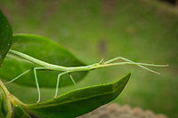 Green stick insect 02 https://www.jungledragon.com/image/133915/Green-stick-insect-08.html<br />
https://www.jungledragon.com/image/133917/Green-stick-insect-06.html<br />
https://www.jungledragon.com/image/133918/Green-stick-insect-05.html<br />
https://www.jungledragon.com/image/133919/Green-stick-insect-04.html<br />
https://www.jungledragon.com/image/133920/Green-stick-insect-03.html<br />
https://www.jungledragon.com/image/133922/Green-stick-insect-01.html<br />
https://www.jungledragon.com/image/133964/Green-stick-insect-08.html Clonopsis gallica,Europe,Geotagged,Macro,Portugal,Spring,Stick,camouflage,green,insect