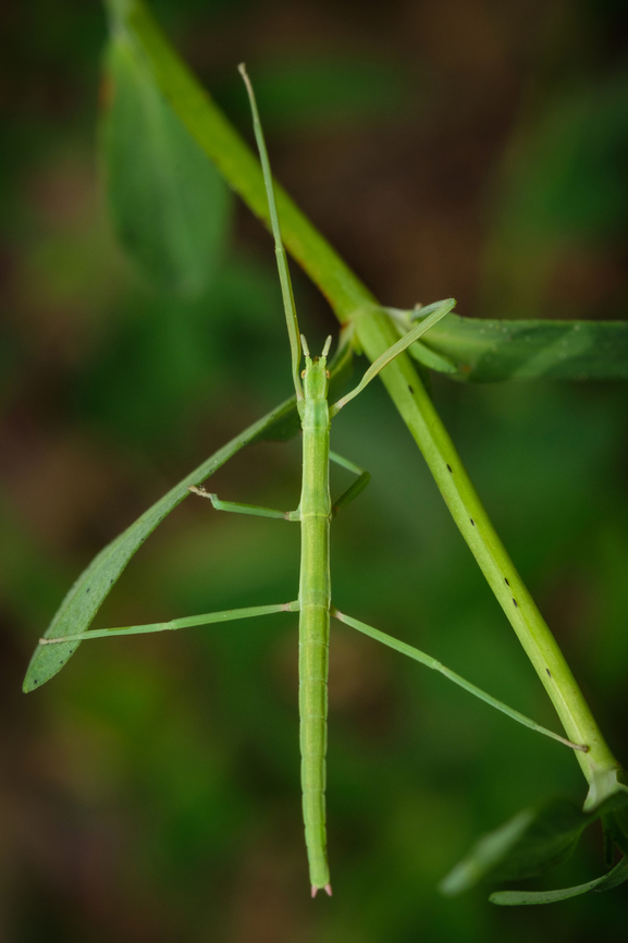 Green stick insect 01 <figure class="photo"><a href="https://www.jungledragon.com/image/133915/green_stick_insect_07.html" title="Green stick insect 07"><img src="https://s3.amazonaws.com/media.jungledragon.com/images/5939/133915_thumb.jpg?AWSAccessKeyId=05GMT0V3GWVNE7GGM1R2&Expires=1767225610&Signature=c8I%2ByDarjaVeBJhKggT3qXuF0I8%3D" width="110" height="152" alt="Green stick insect 07 https://www.jungledragon.com/image/133918/Green-stick-insect-05.html<br />
https://www.jungledragon.com/image/133917/Green-stick-insect-06.html<br />
https://www.jungledragon.com/image/133919/Green-stick-insect-04.html<br />
https://www.jungledragon.com/image/133920/Green-stick-insect-03.html<br />
https://www.jungledragon.com/image/133921/Green-stick-insect-02.html<br />
https://www.jungledragon.com/image/133922/Green-stick-insect-01.html<br />
https://www.jungledragon.com/image/133964/Green-stick-insect-08.html Clonopsis gallica,Europe,Geotagged,Macro,Portugal,Spring,Stick,camouflage,green,insect" /></a></figure><br />
<figure class="photo"><a href="https://www.jungledragon.com/image/133917/green_stick_insect_06.html" title="Green stick insect 06"><img src="https://s3.amazonaws.com/media.jungledragon.com/images/5939/133917_thumb.jpg?AWSAccessKeyId=05GMT0V3GWVNE7GGM1R2&Expires=1767225610&Signature=FUmIvUddw0KsaV3fry2jMQyzMO4%3D" width="110" height="152" alt="Green stick insect 06 https://www.jungledragon.com/image/133915/Green-stick-insect-08.html<br />
https://www.jungledragon.com/image/133918/Green-stick-insect-05.html<br />
https://www.jungledragon.com/image/133919/Green-stick-insect-04.html<br />
https://www.jungledragon.com/image/133920/Green-stick-insect-03.html<br />
https://www.jungledragon.com/image/133921/Green-stick-insect-02.html<br />
https://www.jungledragon.com/image/133922/Green-stick-insect-01.html<br />
https://www.jungledragon.com/image/133964/Green-stick-insect-08.html Clonopsis gallica,Europe,Geotagged,Macro,Portugal,Spring,Stick,camouflage,green,insect" /></a></figure><br />
<figure class="photo"><a href="https://www.jungledragon.com/image/133918/green_stick_insect_05.html" title="Green stick insect 05"><img src="https://s3.amazonaws.com/media.jungledragon.com/images/5939/133918_thumb.jpg?AWSAccessKeyId=05GMT0V3GWVNE7GGM1R2&Expires=1767225610&Signature=n3%2FY%2BSKCRDZTc7fz%2BD6tiPEJfgc%3D" width="200" height="134" alt="Green stick insect 05 https://www.jungledragon.com/image/133915/Green-stick-insect-08.html<br />
https://www.jungledragon.com/image/133917/Green-stick-insect-06.html<br />
https://www.jungledragon.com/image/133919/Green-stick-insect-04.html<br />
https://www.jungledragon.com/image/133920/Green-stick-insect-03.html<br />
https://www.jungledragon.com/image/133921/Green-stick-insect-02.html<br />
https://www.jungledragon.com/image/133922/Green-stick-insect-01.html<br />
https://www.jungledragon.com/image/133964/Green-stick-insect-08.html Clonopsis gallica,Europe,Geotagged,Macro,Portugal,Spring,Stick,camouflage,green,insect" /></a></figure><br />
<figure class="photo"><a href="https://www.jungledragon.com/image/133919/green_stick_insect_04.html" title="Green stick insect 04"><img src="https://s3.amazonaws.com/media.jungledragon.com/images/5939/133919_thumb.jpg?AWSAccessKeyId=05GMT0V3GWVNE7GGM1R2&Expires=1767225610&Signature=Ma2kqhJEmZpAf4ZALU%2FmKLvzKGI%3D" width="200" height="134" alt="Green stick insect 04 https://www.jungledragon.com/image/133915/Green-stick-insect-08.html<br />
https://www.jungledragon.com/image/133917/Green-stick-insect-06.html<br />
https://www.jungledragon.com/image/133920/Green-stick-insect-03.html<br />
https://www.jungledragon.com/image/133921/Green-stick-insect-02.html<br />
https://www.jungledragon.com/image/133922/Green-stick-insect-01.html<br />
https://www.jungledragon.com/image/133964/Green-stick-insect-08.html Clonopsis gallica,Europe,Geotagged,Macro,Portugal,Spring,Stick,camouflage,green,insect" /></a></figure><br />
<figure class="photo"><a href="https://www.jungledragon.com/image/133920/green_stick_insect_03.html" title="Green stick insect 03"><img src="https://s3.amazonaws.com/media.jungledragon.com/images/5939/133920_thumb.jpg?AWSAccessKeyId=05GMT0V3GWVNE7GGM1R2&Expires=1767225610&Signature=9QUCU8pilzSzaXIwgKJXQMl%2Bn7c%3D" width="200" height="134" alt="Green stick insect 03 https://www.jungledragon.com/image/133915/Green-stick-insect-08.html<br />
https://www.jungledragon.com/image/133917/Green-stick-insect-06.html<br />
https://www.jungledragon.com/image/133918/Green-stick-insect-05.html<br />
https://www.jungledragon.com/image/133919/Green-stick-insect-04.html<br />
https://www.jungledragon.com/image/133921/Green-stick-insect-02.html<br />
https://www.jungledragon.com/image/133922/Green-stick-insect-01.html<br />
https://www.jungledragon.com/image/133964/Green-stick-insect-08.html Clonopsis gallica,Europe,Geotagged,Macro,Portugal,Spring,Stick,camouflage,green,insect" /></a></figure><br />
<figure class="photo"><a href="https://www.jungledragon.com/image/133921/green_stick_insect_02.html" title="Green stick insect 02"><img src="https://s3.amazonaws.com/media.jungledragon.com/images/5939/133921_thumb.jpg?AWSAccessKeyId=05GMT0V3GWVNE7GGM1R2&Expires=1767225610&Signature=C%2BPPkcMLzG6rlQQqtuZYtBwPx9I%3D" width="200" height="134" alt="Green stick insect 02 https://www.jungledragon.com/image/133915/Green-stick-insect-08.html<br />
https://www.jungledragon.com/image/133917/Green-stick-insect-06.html<br />
https://www.jungledragon.com/image/133918/Green-stick-insect-05.html<br />
https://www.jungledragon.com/image/133919/Green-stick-insect-04.html<br />
https://www.jungledragon.com/image/133920/Green-stick-insect-03.html<br />
https://www.jungledragon.com/image/133922/Green-stick-insect-01.html<br />
https://www.jungledragon.com/image/133964/Green-stick-insect-08.html Clonopsis gallica,Europe,Geotagged,Macro,Portugal,Spring,Stick,camouflage,green,insect" /></a></figure><br />
<figure class="photo"><a href="https://www.jungledragon.com/image/133964/green_stick_insect_08.html" title="Green stick insect 08"><img src="https://s3.amazonaws.com/media.jungledragon.com/images/5939/133964_thumb.jpg?AWSAccessKeyId=05GMT0V3GWVNE7GGM1R2&Expires=1767225610&Signature=zjQVVlLgW5ET5GFZuXWdwIadqAA%3D" width="110" height="152" alt="Green stick insect 08 https://www.jungledragon.com/image/133915/Green-stick-insect-08.html<br />
https://www.jungledragon.com/image/133917/Green-stick-insect-06.html<br />
https://www.jungledragon.com/image/133918/Green-stick-insect-05.html<br />
https://www.jungledragon.com/image/133919/Green-stick-insect-04.html<br />
https://www.jungledragon.com/image/133920/Green-stick-insect-03.html<br />
https://www.jungledragon.com/image/133921/Green-stick-insect-02.html<br />
https://www.jungledragon.com/image/133922/Green-stick-insect-01.html Clonopsis gallica,Europe,French Stick Insect,Geotagged,Macro,Portugal,Spring,Stick,camouflage,green,insect" /></a></figure> Clonopsis gallica,Europe,Geotagged,Macro,Portugal,Spring,Stick,camouflage,green,insect