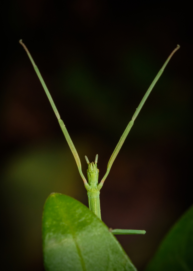 Green stick insect 08 <figure class="photo"><a href="https://www.jungledragon.com/image/133915/green_stick_insect_07.html" title="Green stick insect 07"><img src="https://s3.amazonaws.com/media.jungledragon.com/images/5939/133915_thumb.jpg?AWSAccessKeyId=05GMT0V3GWVNE7GGM1R2&Expires=1759968010&Signature=3u4gTgxk843LM9FW1Gu4quJCozE%3D" width="110" height="152" alt="Green stick insect 07 https://www.jungledragon.com/image/133918/Green-stick-insect-05.html<br />
https://www.jungledragon.com/image/133917/Green-stick-insect-06.html<br />
https://www.jungledragon.com/image/133919/Green-stick-insect-04.html<br />
https://www.jungledragon.com/image/133920/Green-stick-insect-03.html<br />
https://www.jungledragon.com/image/133921/Green-stick-insect-02.html<br />
https://www.jungledragon.com/image/133922/Green-stick-insect-01.html<br />
https://www.jungledragon.com/image/133964/Green-stick-insect-08.html Clonopsis gallica,Europe,Geotagged,Macro,Portugal,Spring,Stick,camouflage,green,insect" /></a></figure><br />
<figure class="photo"><a href="https://www.jungledragon.com/image/133917/green_stick_insect_06.html" title="Green stick insect 06"><img src="https://s3.amazonaws.com/media.jungledragon.com/images/5939/133917_thumb.jpg?AWSAccessKeyId=05GMT0V3GWVNE7GGM1R2&Expires=1759968010&Signature=mERFWaJ3j7l0LprATQwxwpxhLTE%3D" width="110" height="152" alt="Green stick insect 06 https://www.jungledragon.com/image/133915/Green-stick-insect-08.html<br />
https://www.jungledragon.com/image/133918/Green-stick-insect-05.html<br />
https://www.jungledragon.com/image/133919/Green-stick-insect-04.html<br />
https://www.jungledragon.com/image/133920/Green-stick-insect-03.html<br />
https://www.jungledragon.com/image/133921/Green-stick-insect-02.html<br />
https://www.jungledragon.com/image/133922/Green-stick-insect-01.html<br />
https://www.jungledragon.com/image/133964/Green-stick-insect-08.html Clonopsis gallica,Europe,Geotagged,Macro,Portugal,Spring,Stick,camouflage,green,insect" /></a></figure><br />
<figure class="photo"><a href="https://www.jungledragon.com/image/133918/green_stick_insect_05.html" title="Green stick insect 05"><img src="https://s3.amazonaws.com/media.jungledragon.com/images/5939/133918_thumb.jpg?AWSAccessKeyId=05GMT0V3GWVNE7GGM1R2&Expires=1759968010&Signature=K9B%2FmVgwLw6pvLhzCIGgh%2B8veVk%3D" width="200" height="134" alt="Green stick insect 05 https://www.jungledragon.com/image/133915/Green-stick-insect-08.html<br />
https://www.jungledragon.com/image/133917/Green-stick-insect-06.html<br />
https://www.jungledragon.com/image/133919/Green-stick-insect-04.html<br />
https://www.jungledragon.com/image/133920/Green-stick-insect-03.html<br />
https://www.jungledragon.com/image/133921/Green-stick-insect-02.html<br />
https://www.jungledragon.com/image/133922/Green-stick-insect-01.html<br />
https://www.jungledragon.com/image/133964/Green-stick-insect-08.html Clonopsis gallica,Europe,Geotagged,Macro,Portugal,Spring,Stick,camouflage,green,insect" /></a></figure><br />
<figure class="photo"><a href="https://www.jungledragon.com/image/133919/green_stick_insect_04.html" title="Green stick insect 04"><img src="https://s3.amazonaws.com/media.jungledragon.com/images/5939/133919_thumb.jpg?AWSAccessKeyId=05GMT0V3GWVNE7GGM1R2&Expires=1759968010&Signature=%2FxcirUHX%2B8m91DrLank%2FSjW7Kgc%3D" width="200" height="134" alt="Green stick insect 04 https://www.jungledragon.com/image/133915/Green-stick-insect-08.html<br />
https://www.jungledragon.com/image/133917/Green-stick-insect-06.html<br />
https://www.jungledragon.com/image/133920/Green-stick-insect-03.html<br />
https://www.jungledragon.com/image/133921/Green-stick-insect-02.html<br />
https://www.jungledragon.com/image/133922/Green-stick-insect-01.html<br />
https://www.jungledragon.com/image/133964/Green-stick-insect-08.html Clonopsis gallica,Europe,Geotagged,Macro,Portugal,Spring,Stick,camouflage,green,insect" /></a></figure><br />
<figure class="photo"><a href="https://www.jungledragon.com/image/133920/green_stick_insect_03.html" title="Green stick insect 03"><img src="https://s3.amazonaws.com/media.jungledragon.com/images/5939/133920_thumb.jpg?AWSAccessKeyId=05GMT0V3GWVNE7GGM1R2&Expires=1759968010&Signature=o0SPZ2X3%2FxO%2B89X%2FxIJQ%2FDWWxu4%3D" width="200" height="134" alt="Green stick insect 03 https://www.jungledragon.com/image/133915/Green-stick-insect-08.html<br />
https://www.jungledragon.com/image/133917/Green-stick-insect-06.html<br />
https://www.jungledragon.com/image/133918/Green-stick-insect-05.html<br />
https://www.jungledragon.com/image/133919/Green-stick-insect-04.html<br />
https://www.jungledragon.com/image/133921/Green-stick-insect-02.html<br />
https://www.jungledragon.com/image/133922/Green-stick-insect-01.html<br />
https://www.jungledragon.com/image/133964/Green-stick-insect-08.html Clonopsis gallica,Europe,Geotagged,Macro,Portugal,Spring,Stick,camouflage,green,insect" /></a></figure><br />
<figure class="photo"><a href="https://www.jungledragon.com/image/133921/green_stick_insect_02.html" title="Green stick insect 02"><img src="https://s3.amazonaws.com/media.jungledragon.com/images/5939/133921_thumb.jpg?AWSAccessKeyId=05GMT0V3GWVNE7GGM1R2&Expires=1759968010&Signature=Z9a2Bk4QnIEKRs7tewO6iKd12bc%3D" width="200" height="134" alt="Green stick insect 02 https://www.jungledragon.com/image/133915/Green-stick-insect-08.html<br />
https://www.jungledragon.com/image/133917/Green-stick-insect-06.html<br />
https://www.jungledragon.com/image/133918/Green-stick-insect-05.html<br />
https://www.jungledragon.com/image/133919/Green-stick-insect-04.html<br />
https://www.jungledragon.com/image/133920/Green-stick-insect-03.html<br />
https://www.jungledragon.com/image/133922/Green-stick-insect-01.html<br />
https://www.jungledragon.com/image/133964/Green-stick-insect-08.html Clonopsis gallica,Europe,Geotagged,Macro,Portugal,Spring,Stick,camouflage,green,insect" /></a></figure><br />
<figure class="photo"><a href="https://www.jungledragon.com/image/133922/green_stick_insect_01.html" title="Green stick insect 01"><img src="https://s3.amazonaws.com/media.jungledragon.com/images/5939/133922_thumb.jpg?AWSAccessKeyId=05GMT0V3GWVNE7GGM1R2&Expires=1759968010&Signature=Q9%2FvqbTEwmQzyGURuRFe0INdLHM%3D" width="102" height="152" alt="Green stick insect 01 https://www.jungledragon.com/image/133915/Green-stick-insect-08.html<br />
https://www.jungledragon.com/image/133917/Green-stick-insect-06.html<br />
https://www.jungledragon.com/image/133918/Green-stick-insect-05.html<br />
https://www.jungledragon.com/image/133919/Green-stick-insect-04.html<br />
https://www.jungledragon.com/image/133920/Green-stick-insect-03.html<br />
https://www.jungledragon.com/image/133921/Green-stick-insect-02.html<br />
https://www.jungledragon.com/image/133964/Green-stick-insect-08.html Clonopsis gallica,Europe,Geotagged,Macro,Portugal,Spring,Stick,camouflage,green,insect" /></a></figure> Clonopsis gallica,Europe,French Stick Insect,Geotagged,Macro,Portugal,Spring,Stick,camouflage,green,insect
