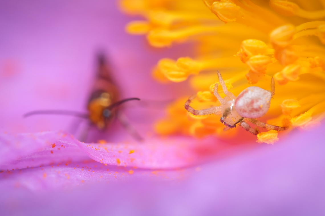 Flower crab Spider hunting  Europe,Geotagged,Goldenrod crab spider,Macro,Misumena vatia,Portugal,Spring,spider